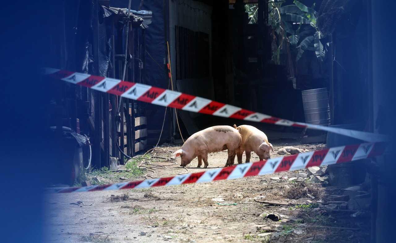 Pigs are seen at a farm in Nibong Tebal affected by African swine fever. Photo: Bernama
