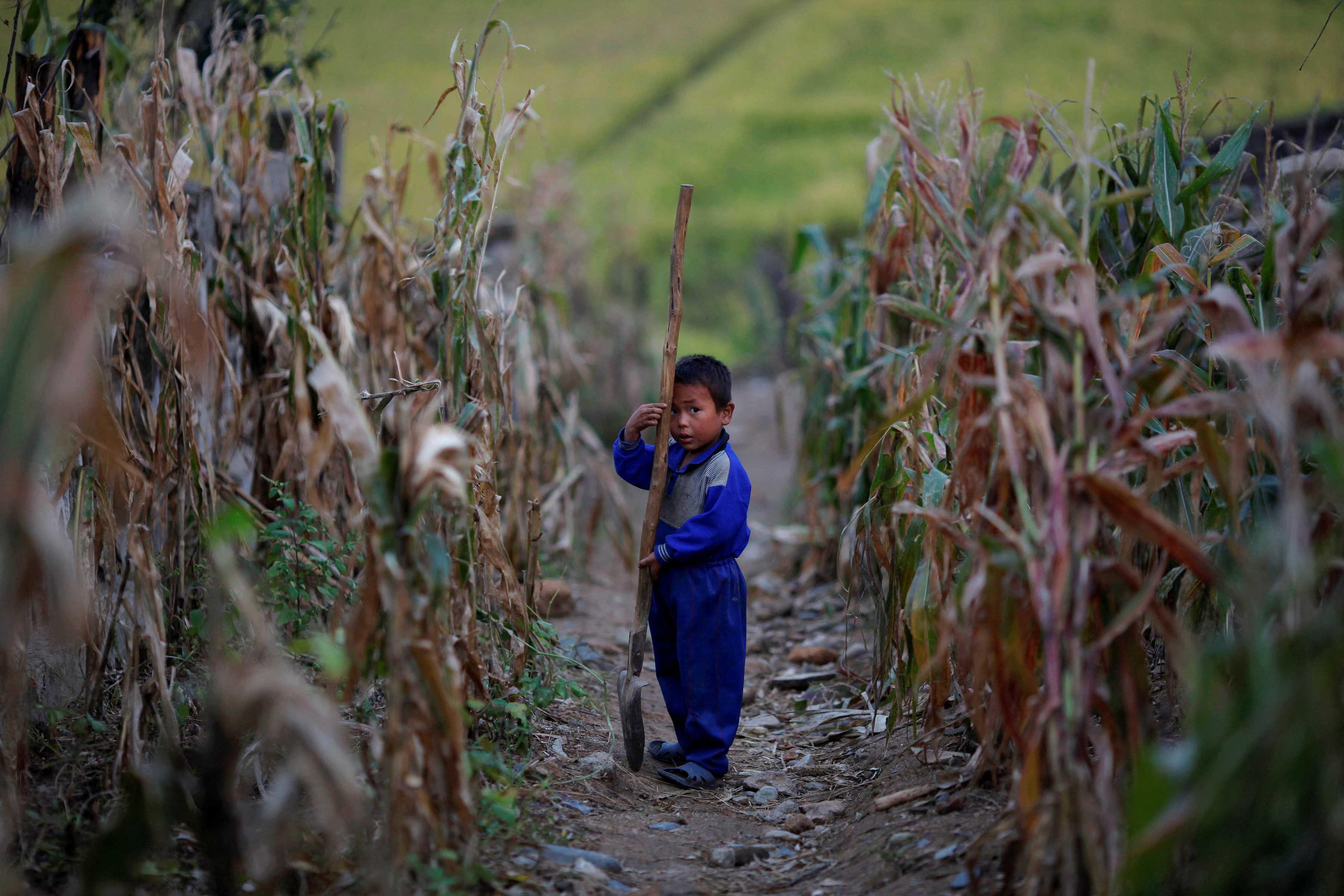 A North Korean boy holds a spade in a corn field in area damaged by floods and typhoons in the Soksa-Ri collective farm in the South Hwanghae province Sept 29, 2011. Photo: Reuters