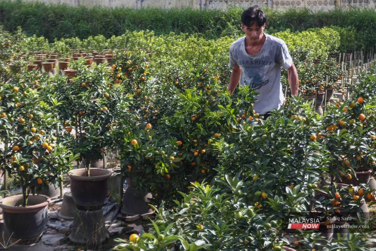 Seorang pekerja sedang menyusun pokok mandarin di sebuah kebun di Sungai Buloh.