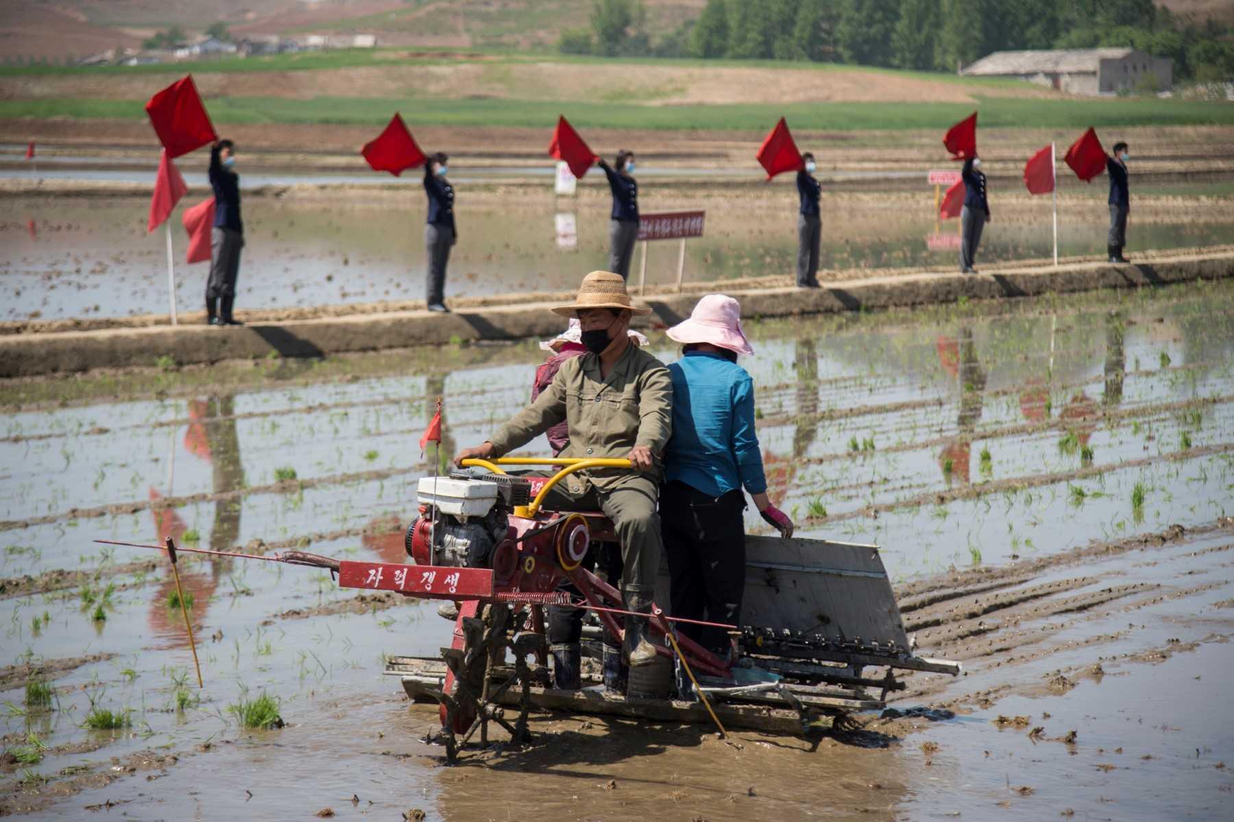 Petani menanam padi menggunakan mesin pemindahan benih padi di Ladang Koperasi Chongsan di daerah Kangso, bandar Nampho pada 9 Mei 2022. Gambar: AFP