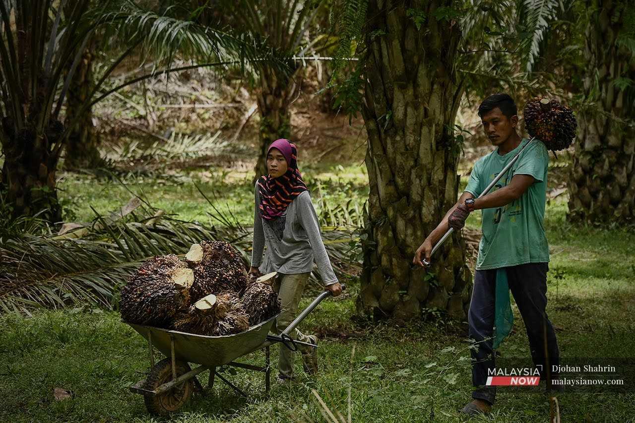 Peneroka Felda menolak buah sawit yang dikutip menggunakan kereta sorong untuk dikumpulkan sebelum dipungut di Felda Pasoh 4, Jelebu, Negeri Sembilan.