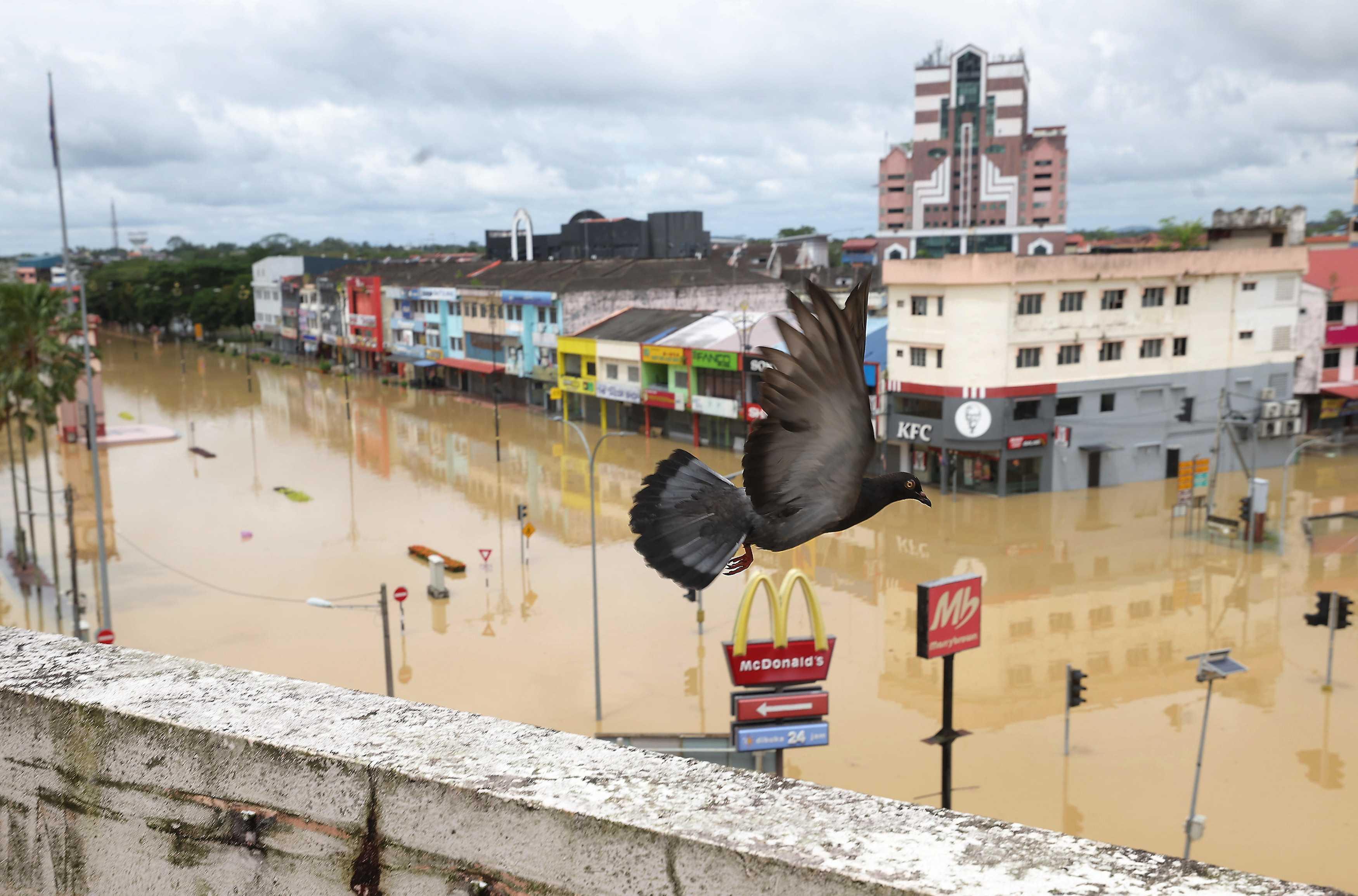 Seekor burung merpati melintasi Bandar Kota Tinggi yang ditenggelami air berikutan limpahan air Sungai Johor, 2 Mac. Gambar: Bernama
