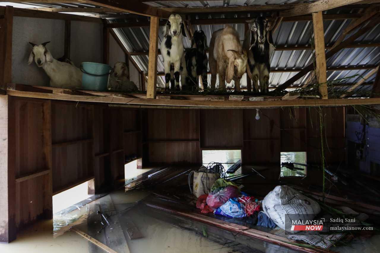 At his cousin's house, the goats crowd on the upper level near the roof as flood water swirls below. 