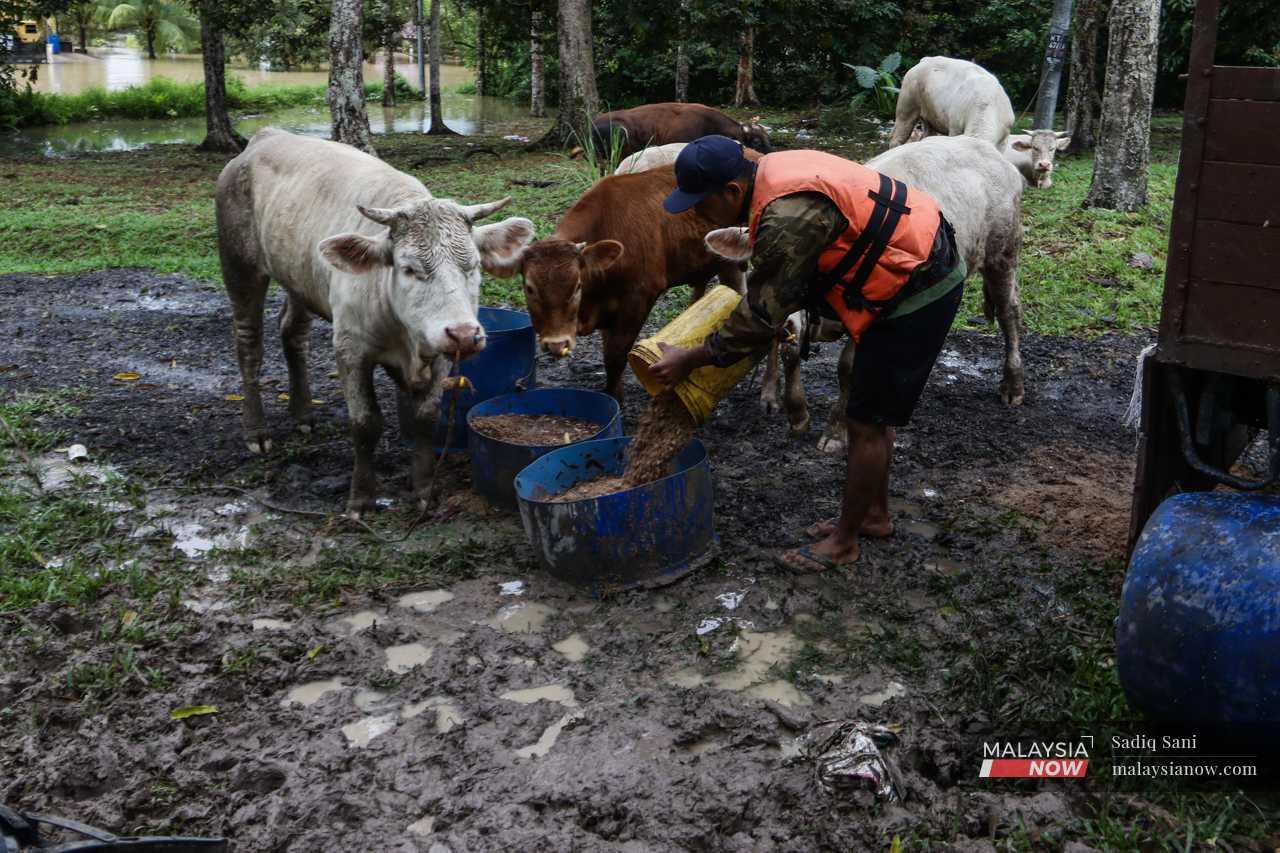 The animals crowd around him in the mud, eager for their food. 