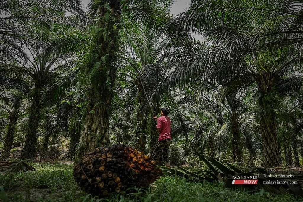 A Felda settler works at an oil palm plantation in Felda Pasoh 4, Jelebu, Negeri Sembilan.
