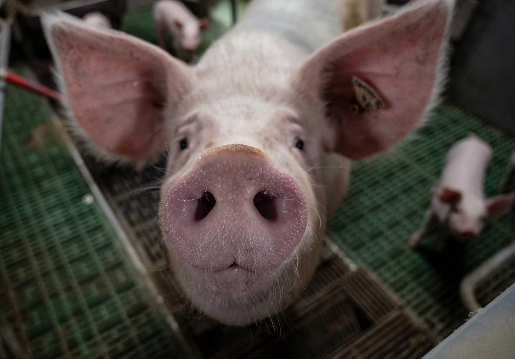 African swine fever was first detected in the Philippines in 2019, prompting the culling of thousands of pigs since then. Photo: AFP
