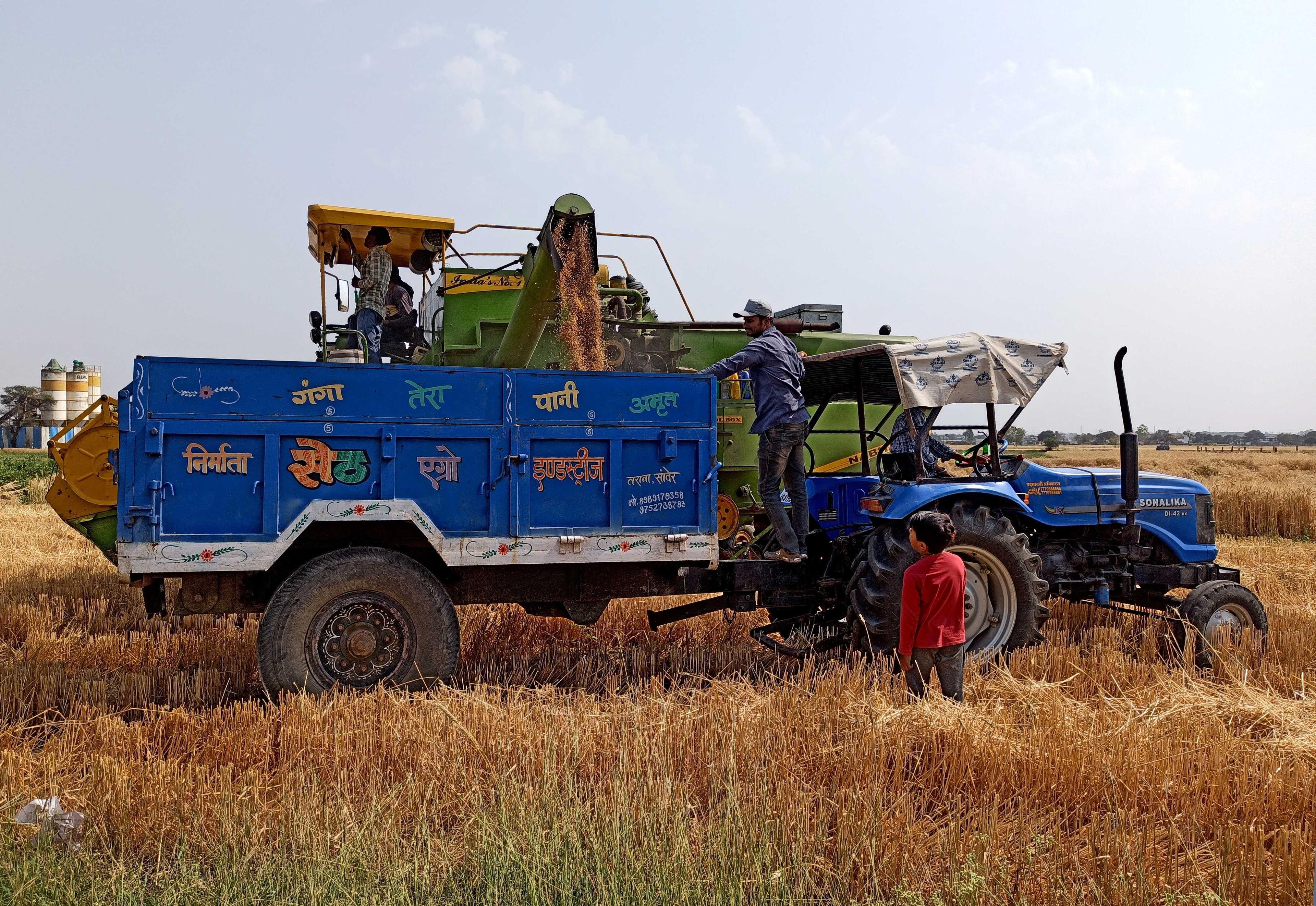 Farmers use a combine to deposit harvested wheat into a tractor trailer, on a field on the outskirts of Indore, in the central state of Madhya Pradesh, India, March 22, 2022. Photo: Reuters