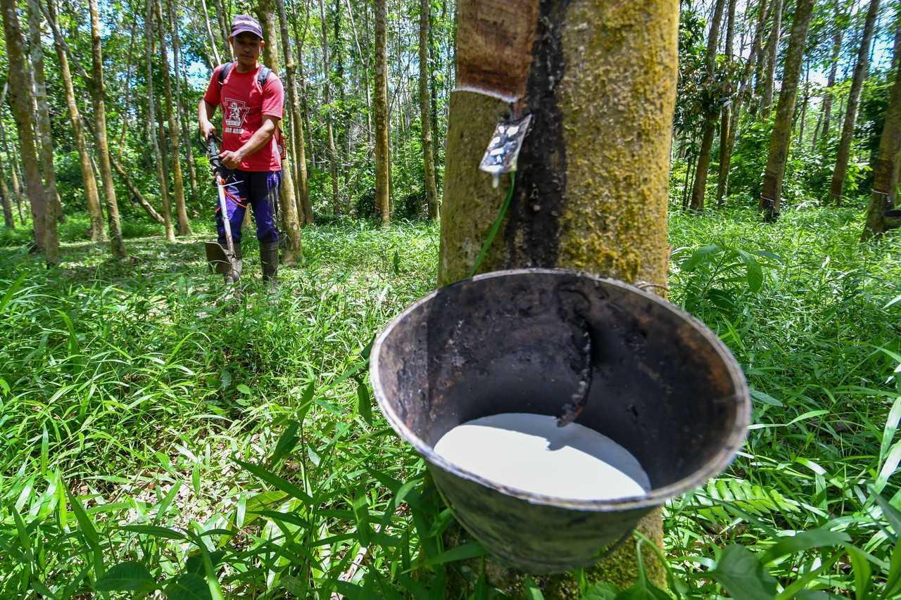 Prime Minister Anwar Ibrahim has been asked if companies like Top Glove Corporation Bhd were told to share their pandemic-driven profits with rubber tappers. Photo: Bernama
