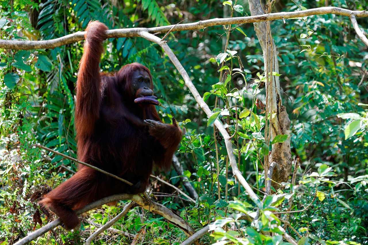 An Orangutan eats an eggplant during feeding time at a rehabilitation and reintroduction site of Borneo Orangutan Survival Foundation Samboja Lestari located near Indonesia's projected new capital called Nusantara, in Samboja, East Kalimantan province, March 9. Photo: Reuters
