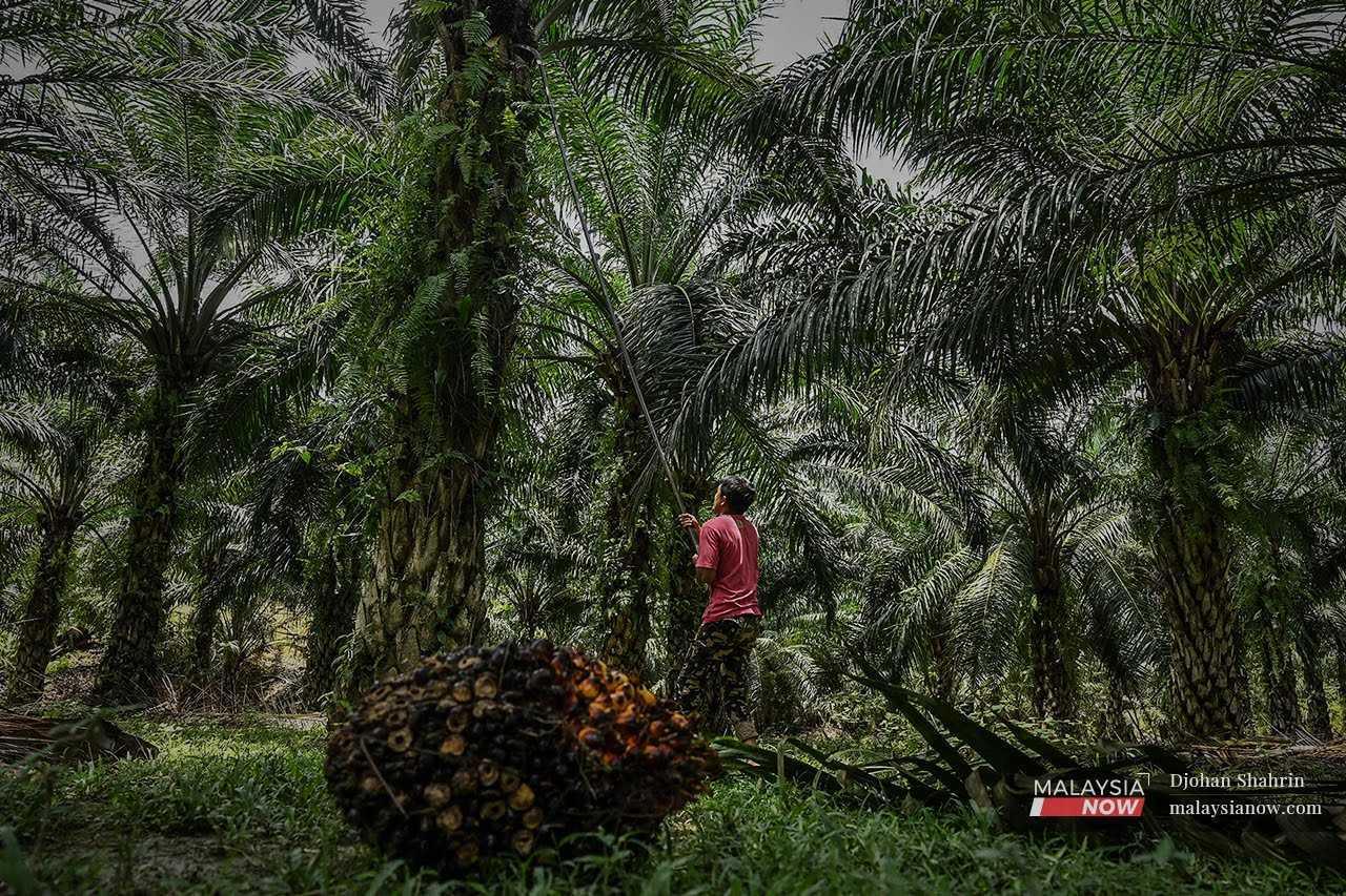 The government is reviewing the possibility of allowing refugees and asylum seekers to work temporarily in the plantation sector.