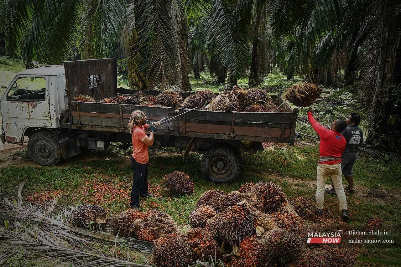 Kerajaan sedang mengkaji kemungkinan membenarkan pelarian dan pencari suaka bekerja sementara di sektor perladangan.