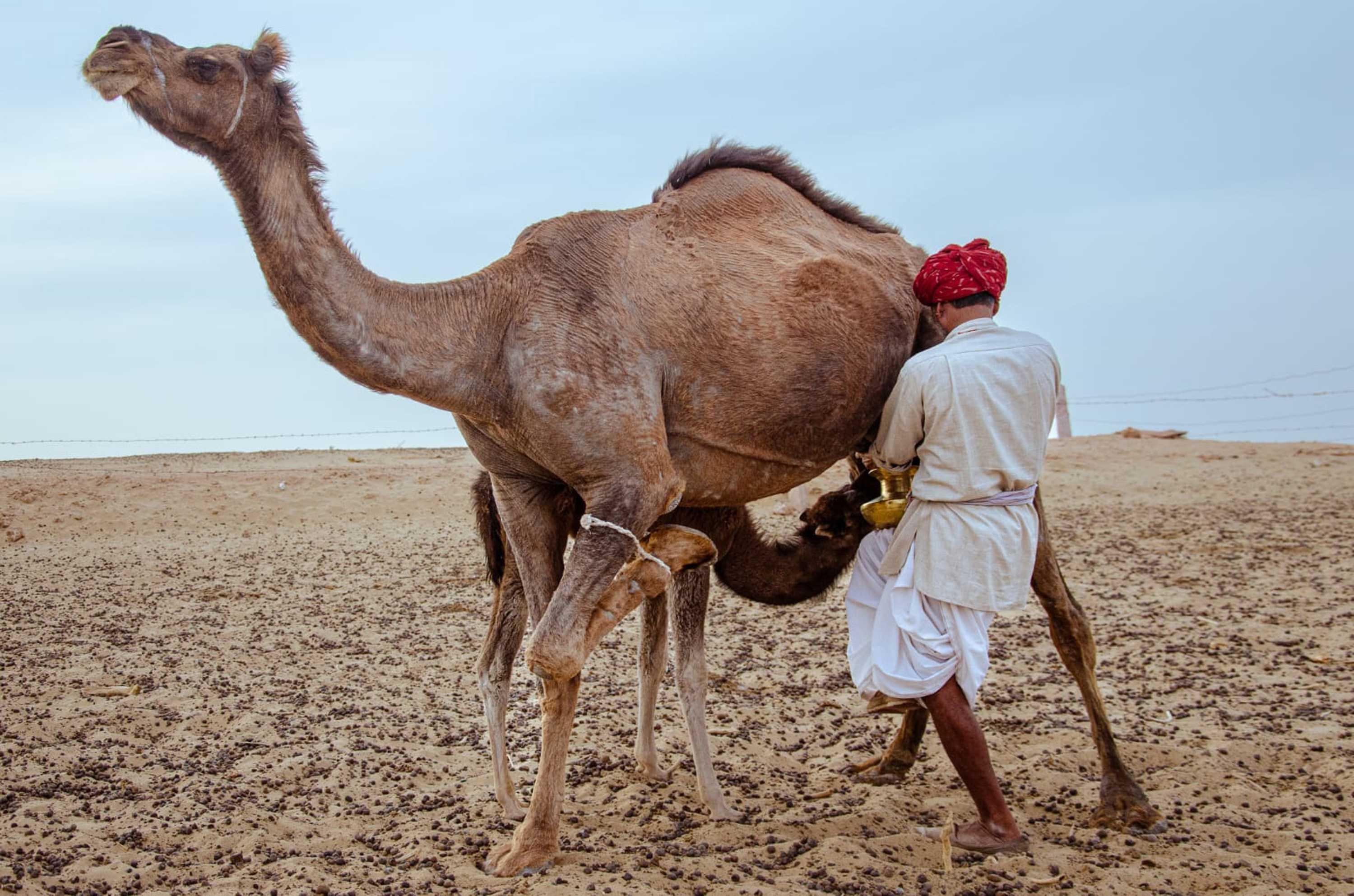 A herder milking his camel in Grandhi village of Rajasthan, India Jan 14. Photo: Reuters