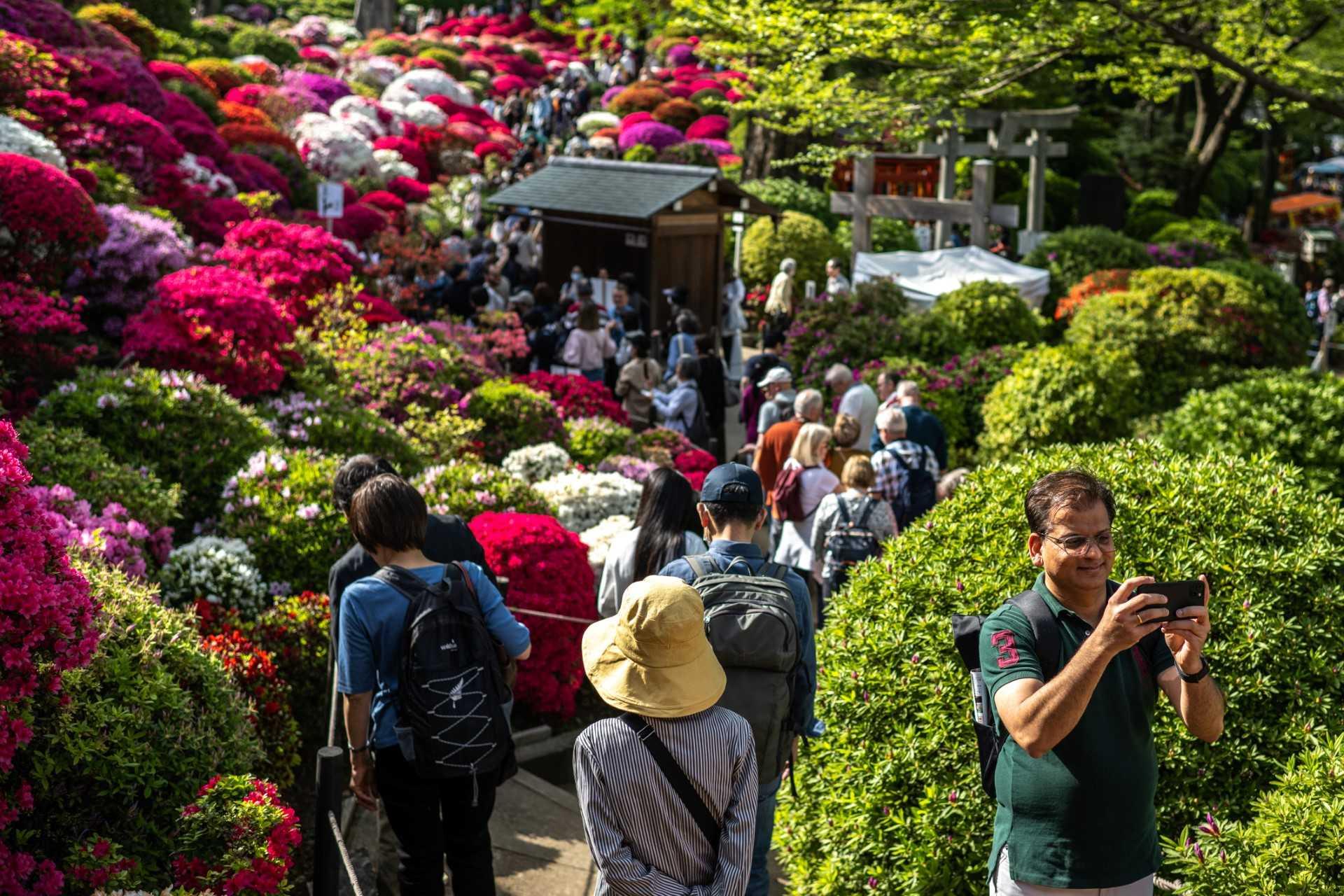 People visit an azalea field at Nezu Shrine in Bunkyo district of Tokyo on April 11, as part of the shrine's azalea festival which runs until April 30. Photo: AFP