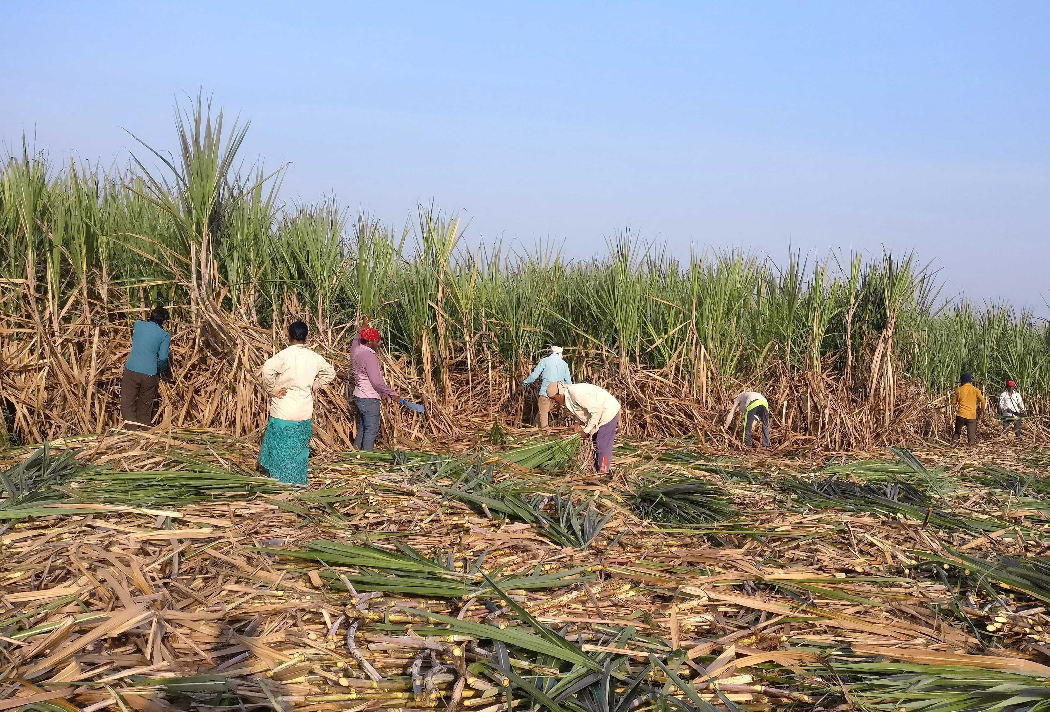 Workers harvest sugarcane in a field in Gove village in the western state of Maharashtra, India, Nov 5, 2018. Photo: Reuters