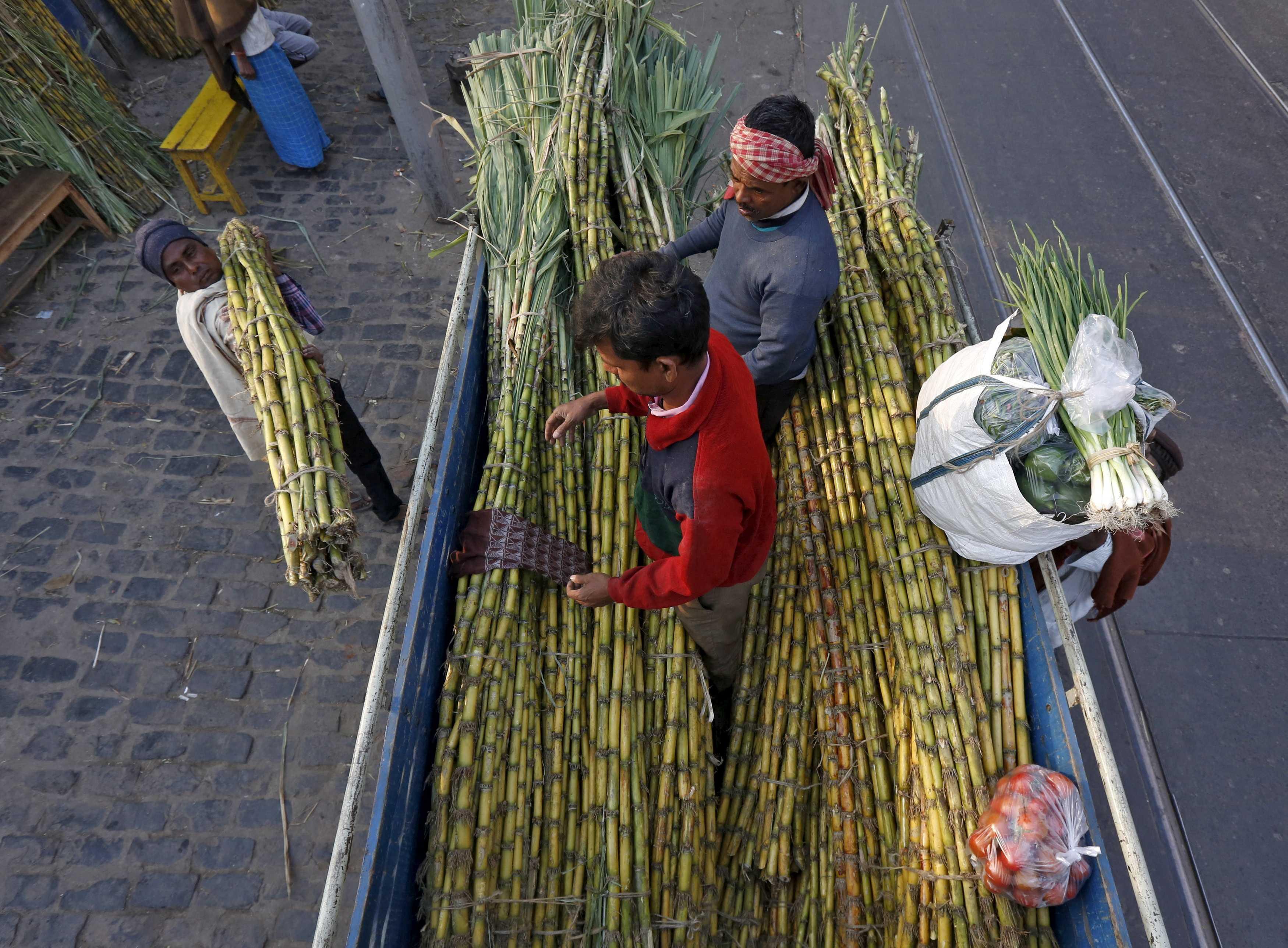 Labourers load sugarcane into a load carrier at a wholesale sugarcane market in Kolkata, India, Jan 11, 2016. Photo: Reuters