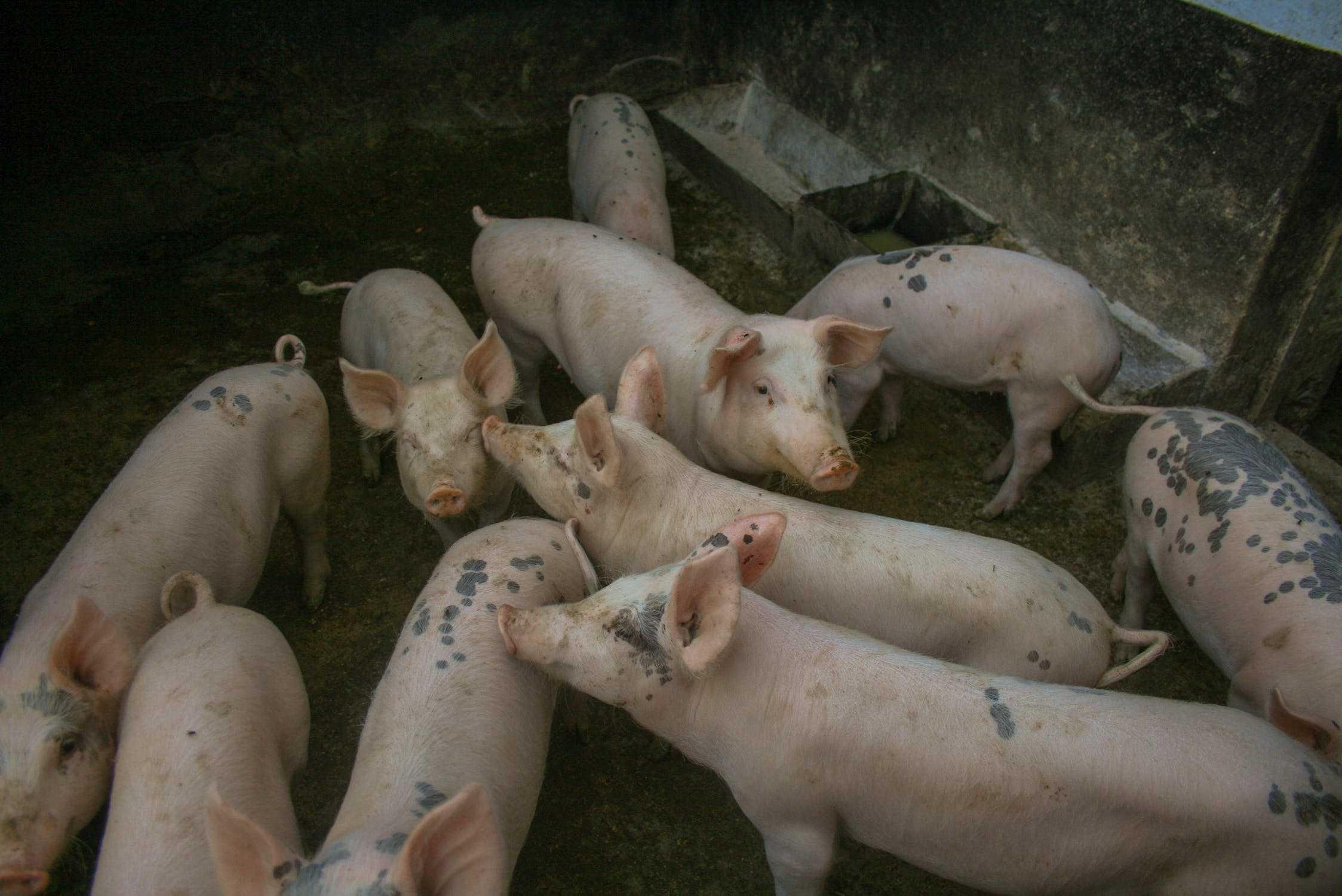 African swine fever is not dangerous to humans but is fatal for pigs. Photo: Pexels
