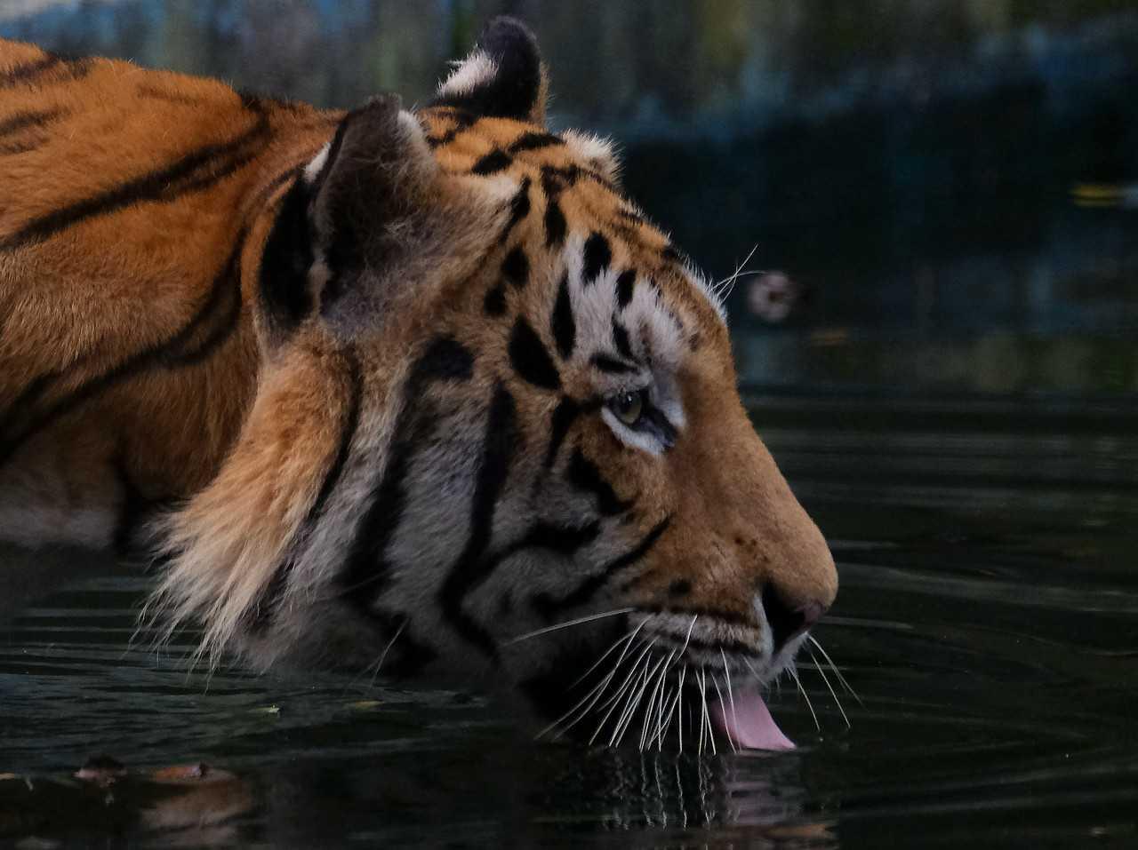 Harimau belang atau Malayan Tiger adalah antara spesies hidupan liar yang diancam kepupusan susulan aktiviti pemburuan haram. Gambar: Bernama