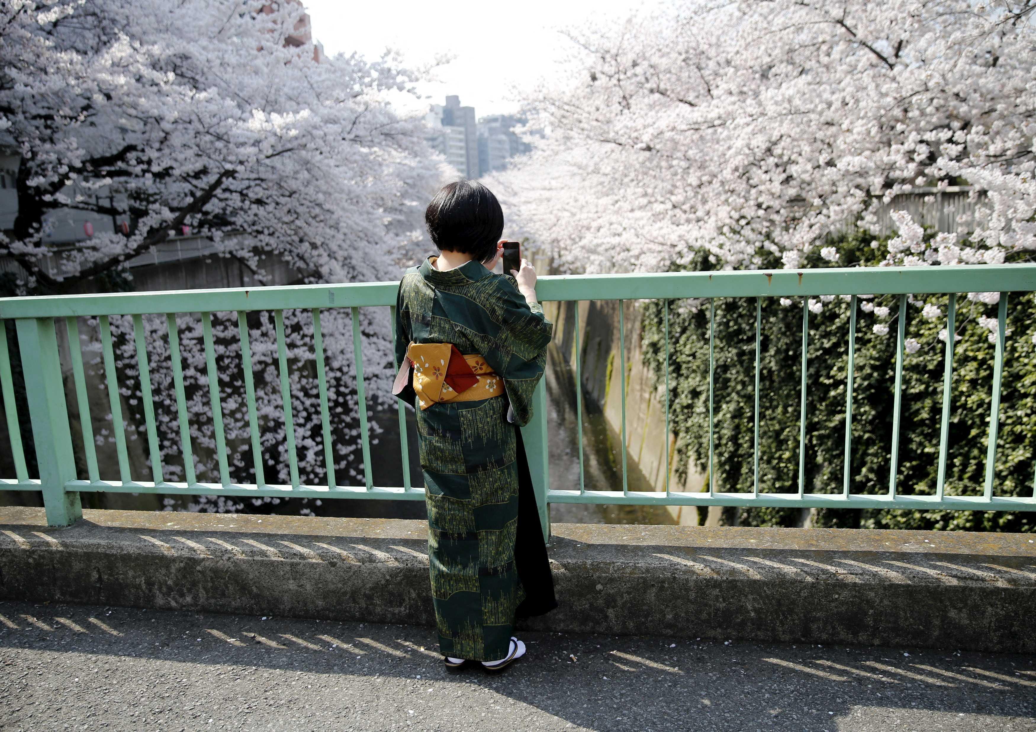 A woman in a kimono takes a picture of cherry blossoms in full bloom in Tokyo March 30, 2015. Photo: Reuters