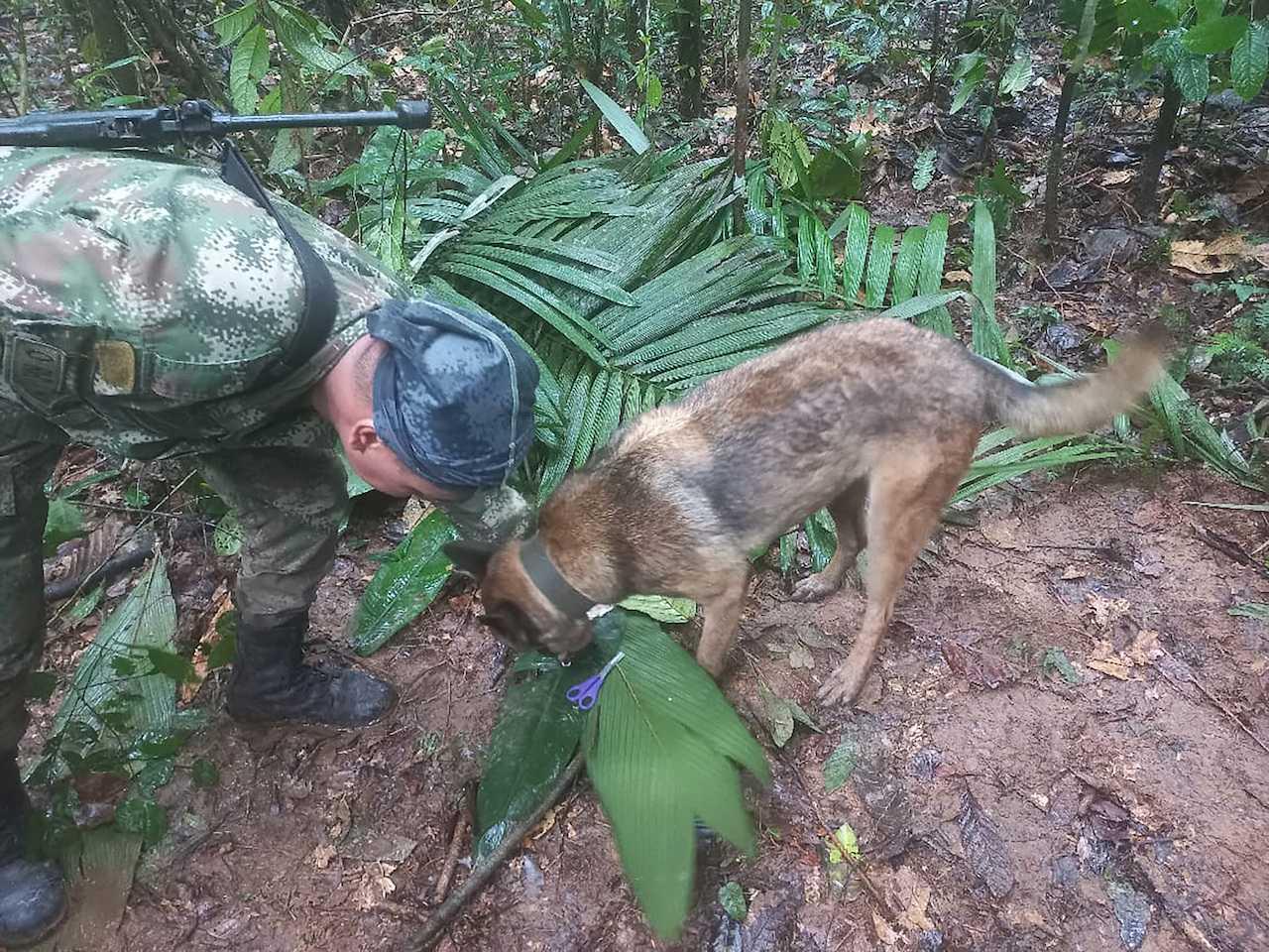 A soldier and a dog take part in a search operation for child survivors from a Cessna 206 plane that crashed in the jungle more than two weeks ago, in Caqueta, Colombia, May 17. Photo: Reuters