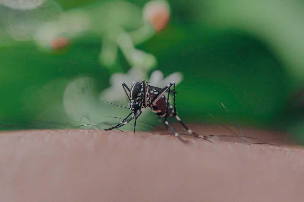 26 fatalities from dengue fever complications were reported compared to nine deaths in the same period in 2022. Photo: Pexels