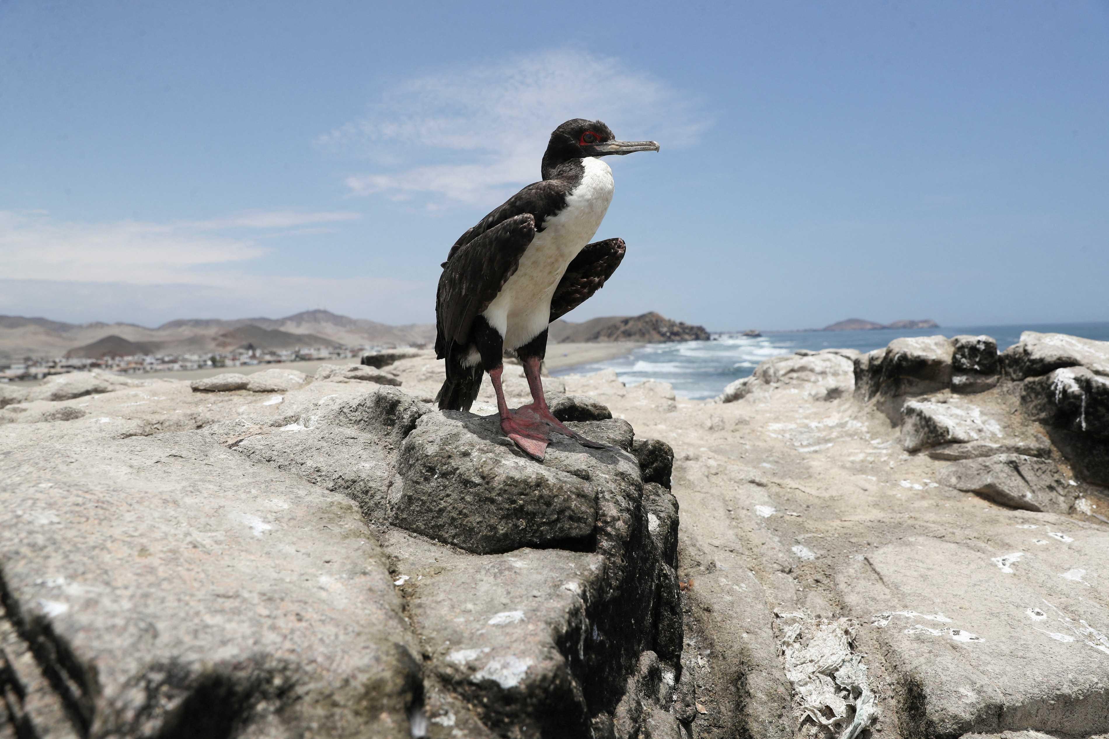 A duck is seen on Lobos beach, amid rising cases of bird flu infections, in Lima, Peru Feb 22. Photo: Reuters 
