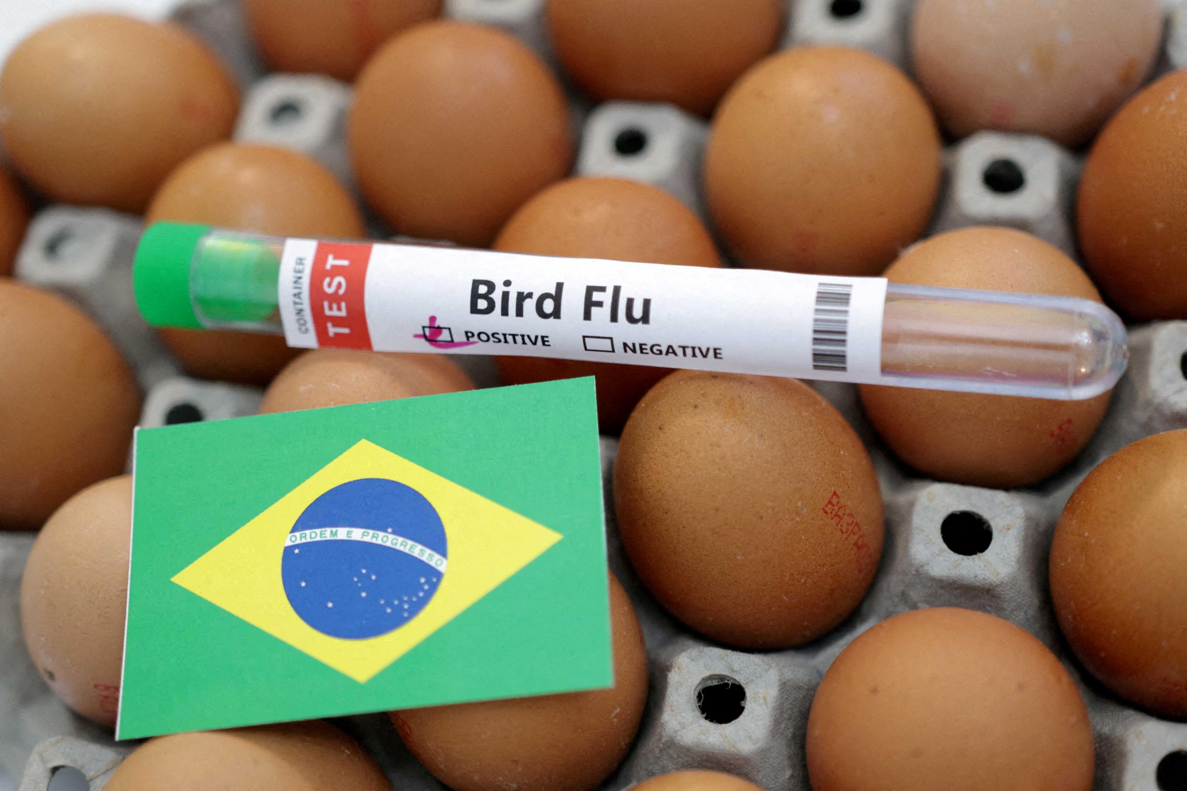 Satu tabung uji berlabel ‘Selesema Burung’, telur dan sekeping bendera kebangsaan Brazil dilihat dalam ilustrasi pada 14 Januari. Gambar: Reuters