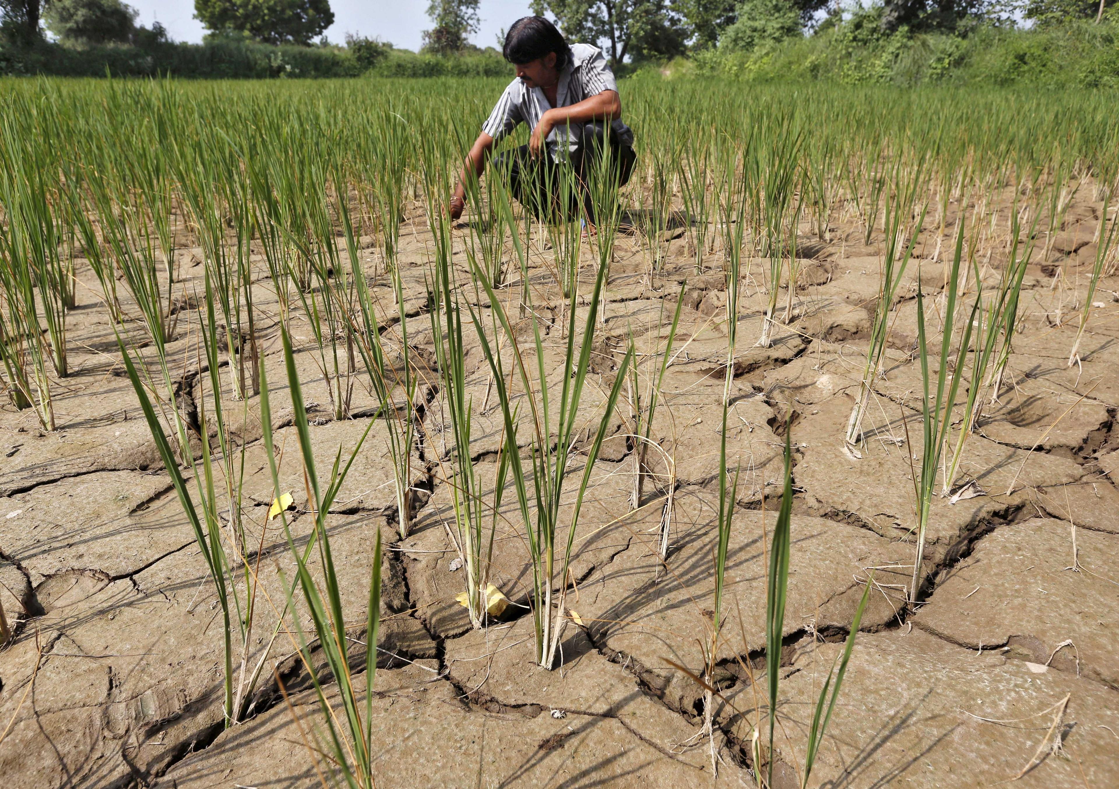 A farmer removes dried plants from his parched paddy field on the outskirts of Ahmedabad, India, Sept 8, 2015. Photo: Reuters