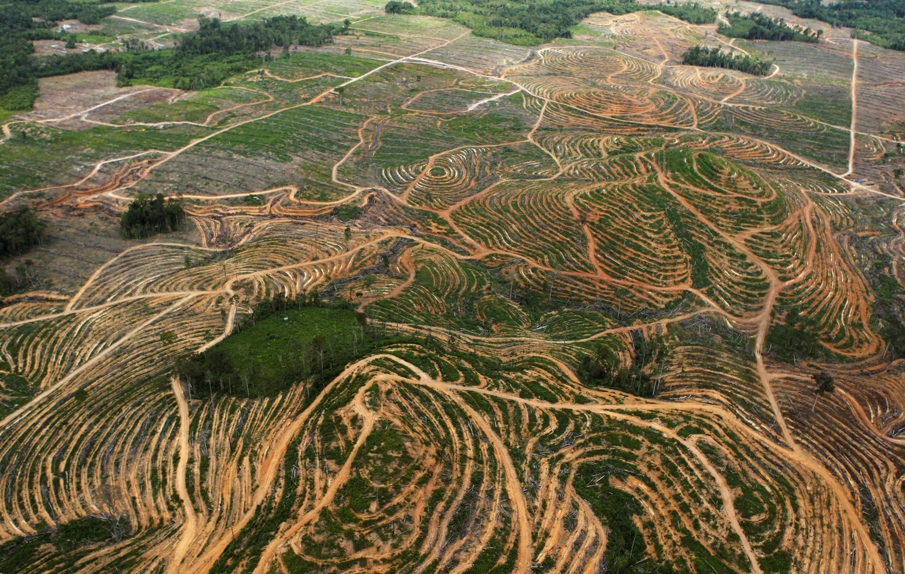 An aerial view is seen of forest being cleared in the Ketapang district of Indonesia's West Kalimantan province, July 5, 2010. Photo: Reuters