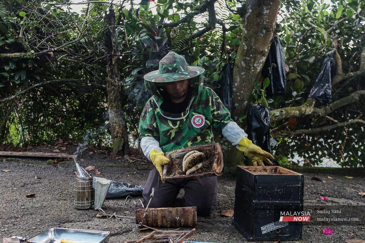Raja Soffian opens the trap and prepares to relocate the bees to a hive made out of wood. 