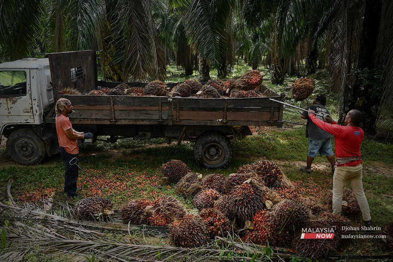 Peneroka Felda memunggah buah kelapa sawit di Felda Pasoh 4 di Jelebu, Negeri Sembilan.