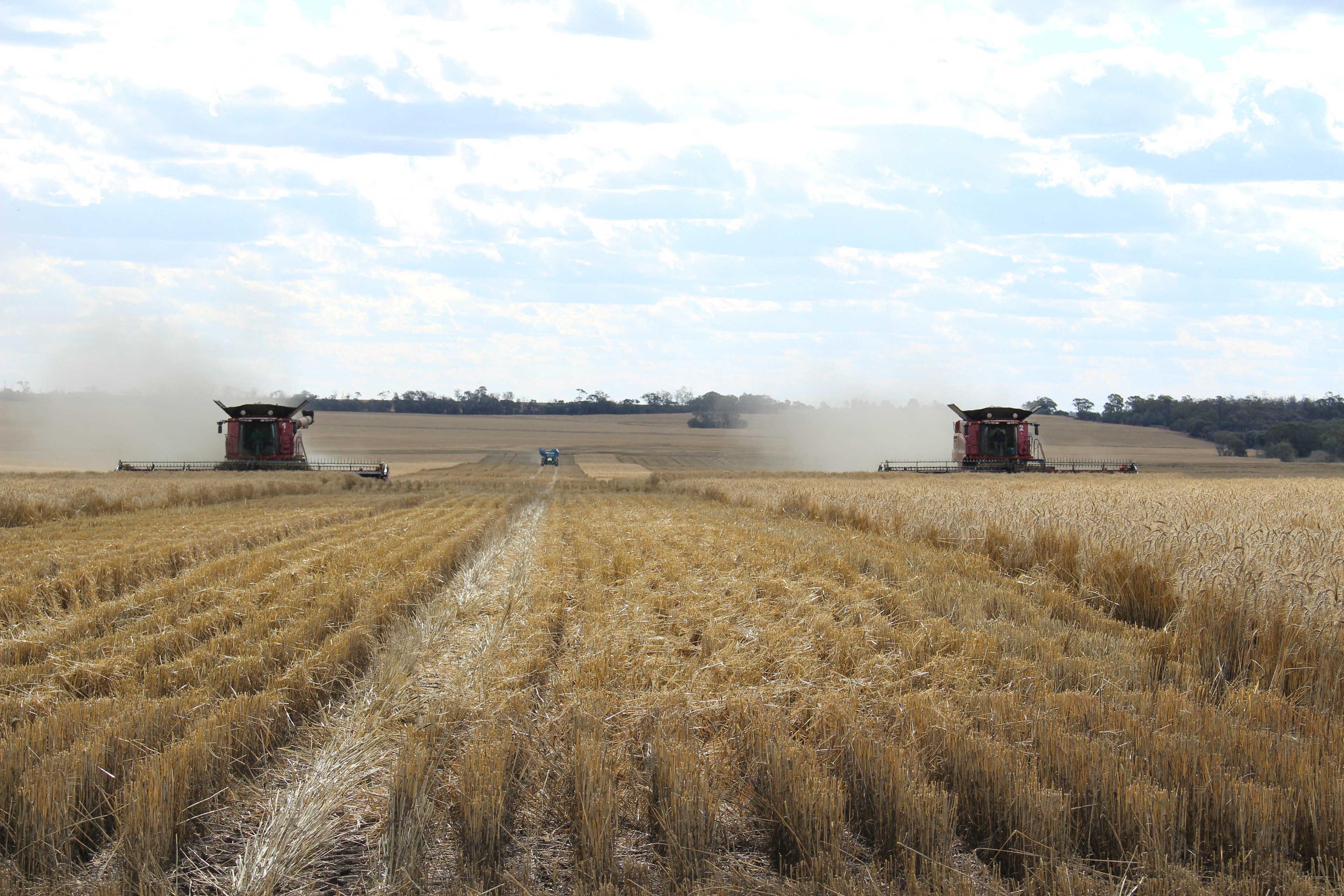 Two combines harvest wheat near Moree, Australia, Oct 27, 2020. Photo: Reuters