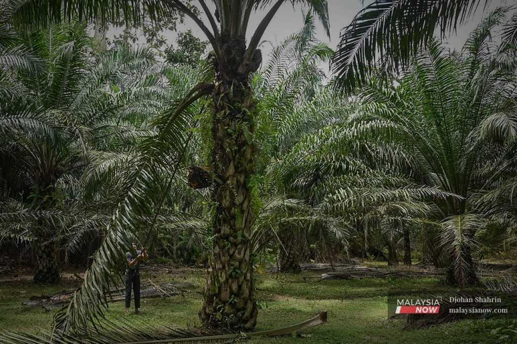 Malaysia dan Indonesia mengeluarkan 85% keluaran global untuk minyak kelapa sawit.