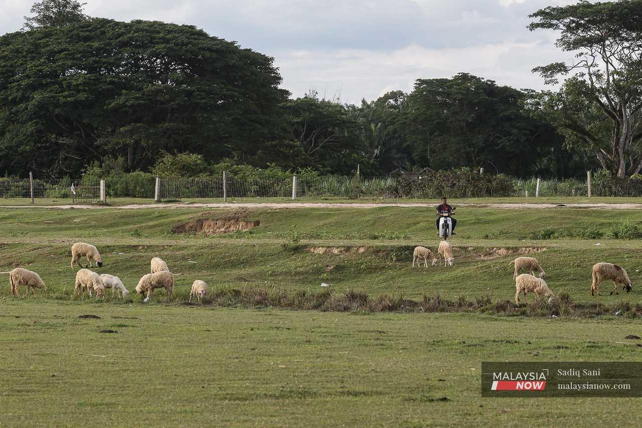 A motorcyclist rides through a field where sheep are grazing near a village. 