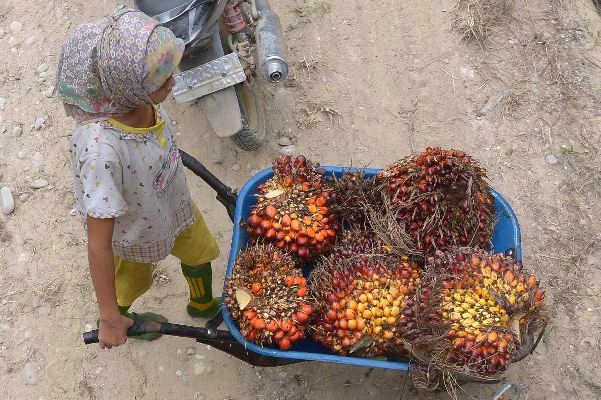 A girl pushes a cart while working at a palm oil plantation area in Pelalawan, Riau province in Indonesia's Sumatra island. Photo: AFP