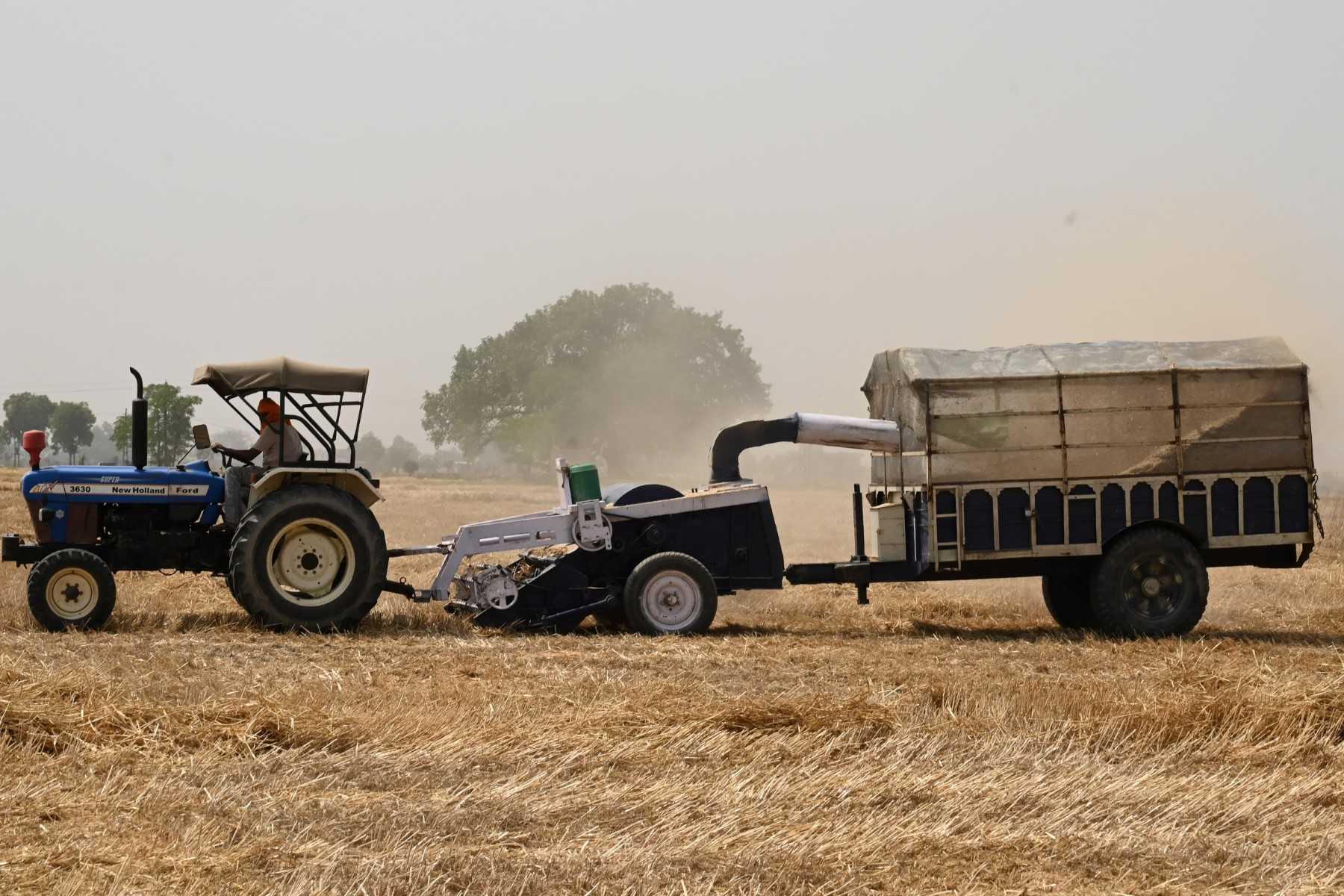 A farmer harvests wheat straw to be used as animal fodder on the outskirts of Amritsar on April 28. Photo: AFP
