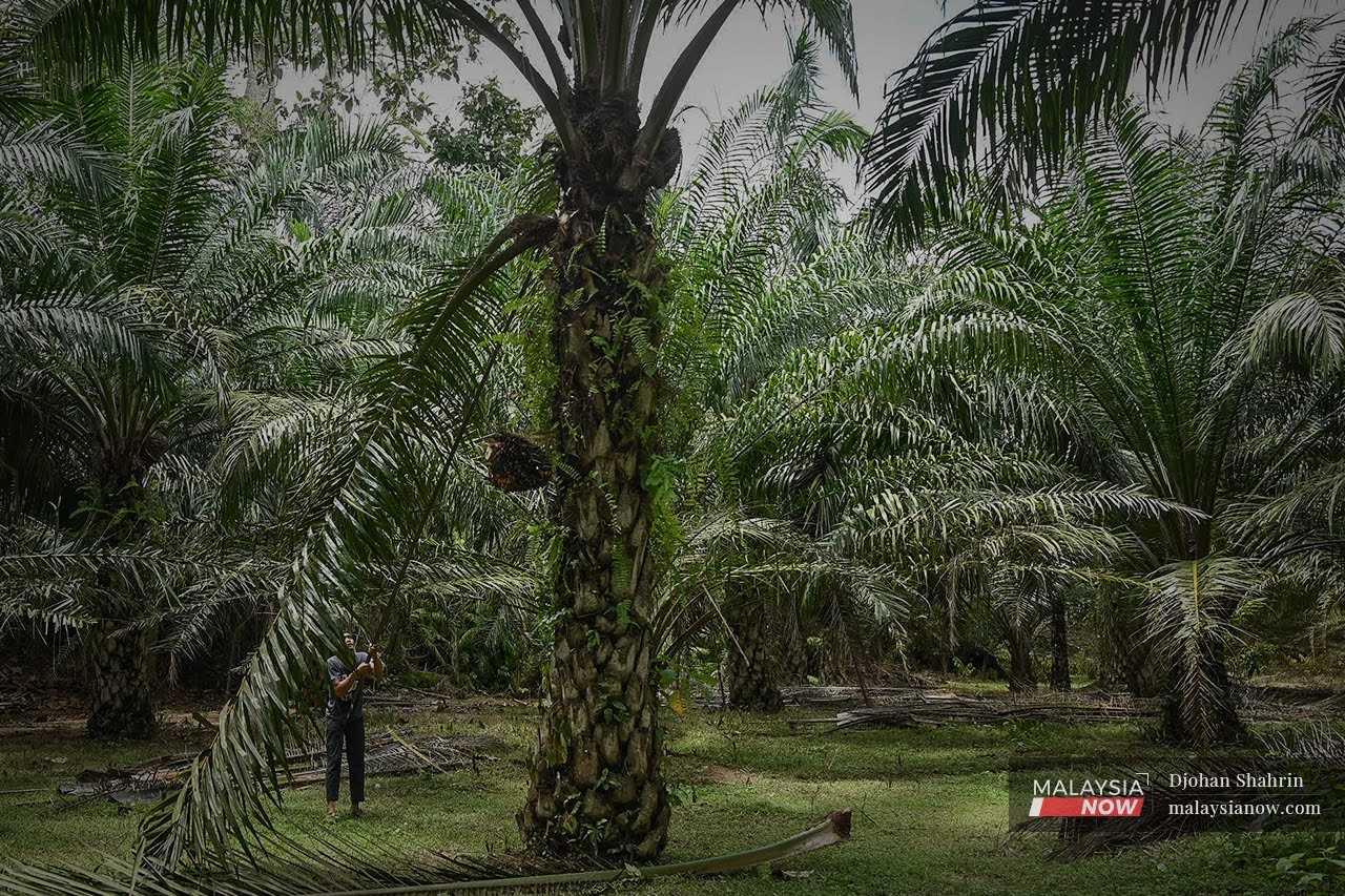 A worker harvests oil palm fruits on a plantation in Felda Pasoh 4, Jelebu in Negeri Sembilan. 
