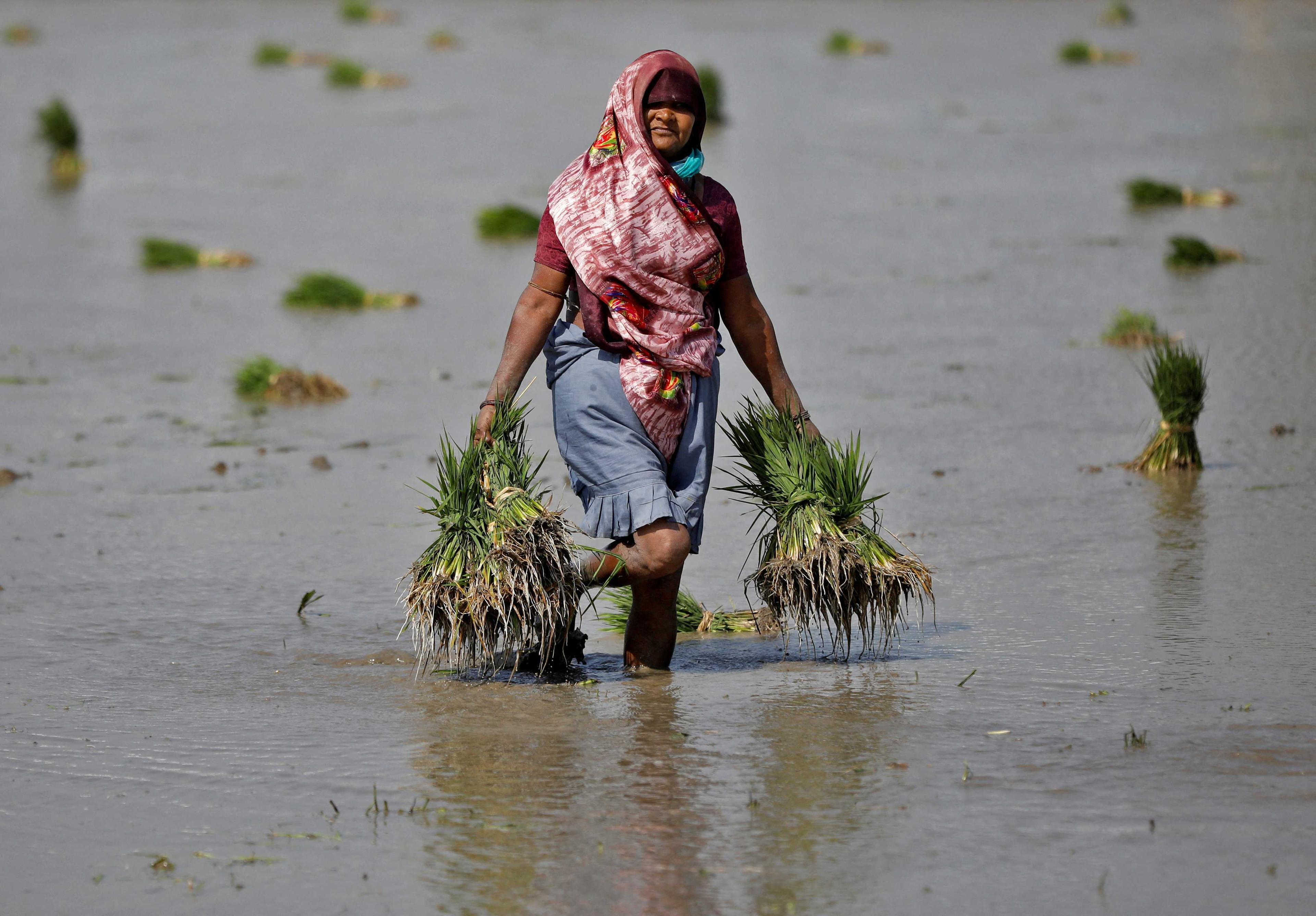 A farmer carries rice saplings in her field on the outskirts of the western Indian city of Ahmedabad, India, Feb 1. Photo: Reuters