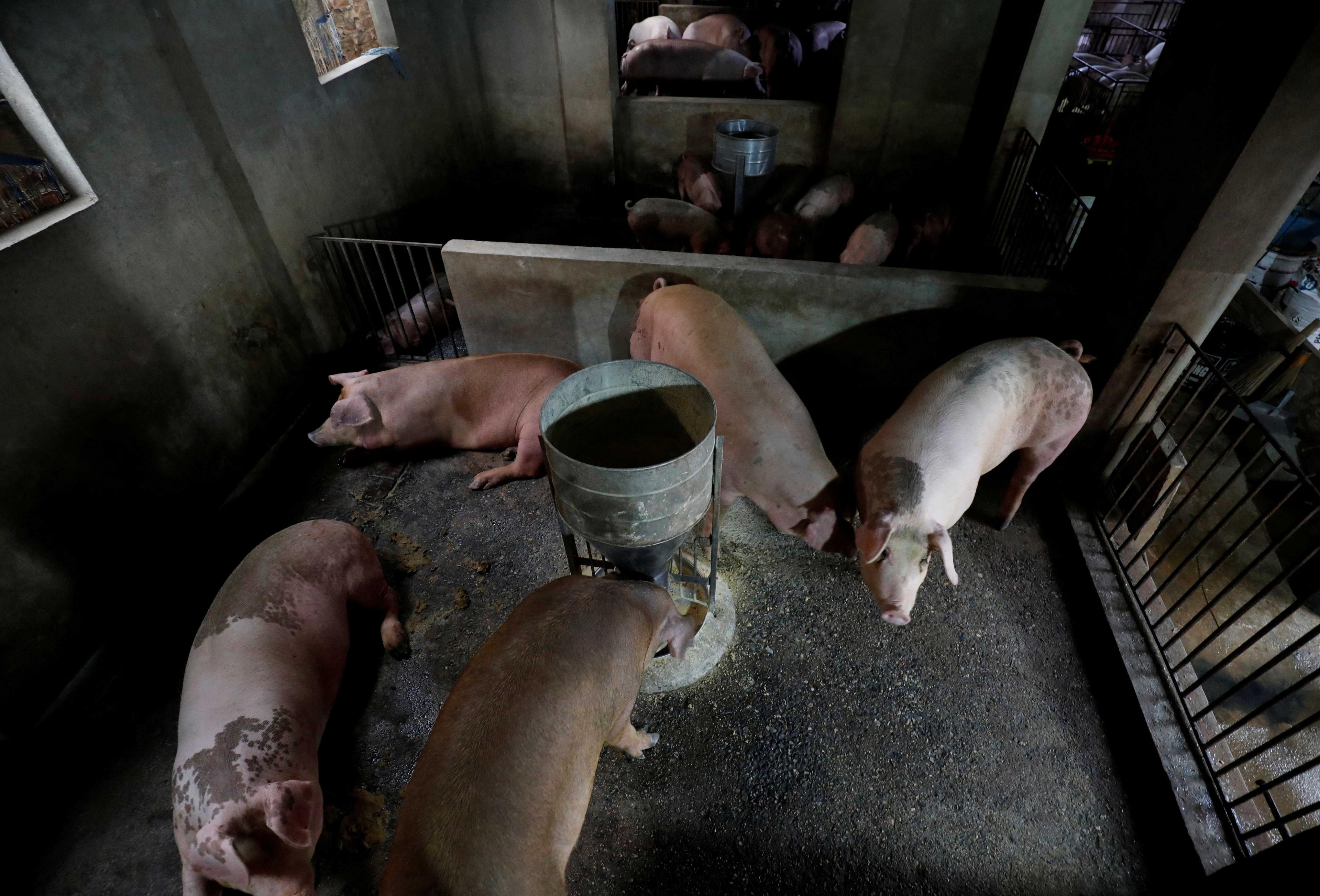 Babi dilihat di sebuah ladang di luar Hanoi, Vietnam 20 September 2019. Gambar: Reuters