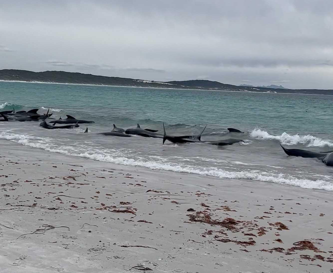 A view of pilot whales stranded on Cheynes Beach, Australia July 25, in this still image obtained from social media video. Photo: Reuters