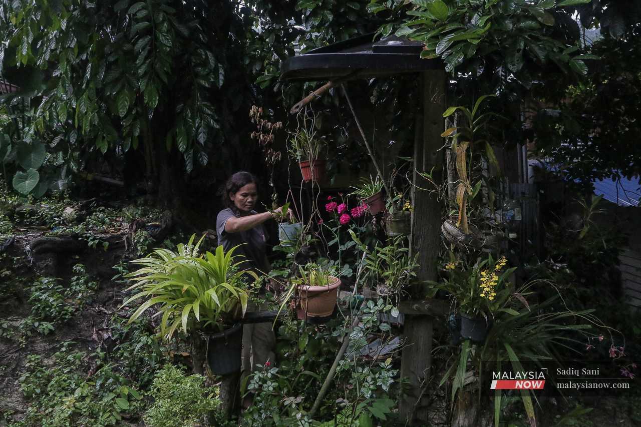 Seorang wanita Orang Asli mengusahakan tanaman di luar rumahnya di kampung itu. 