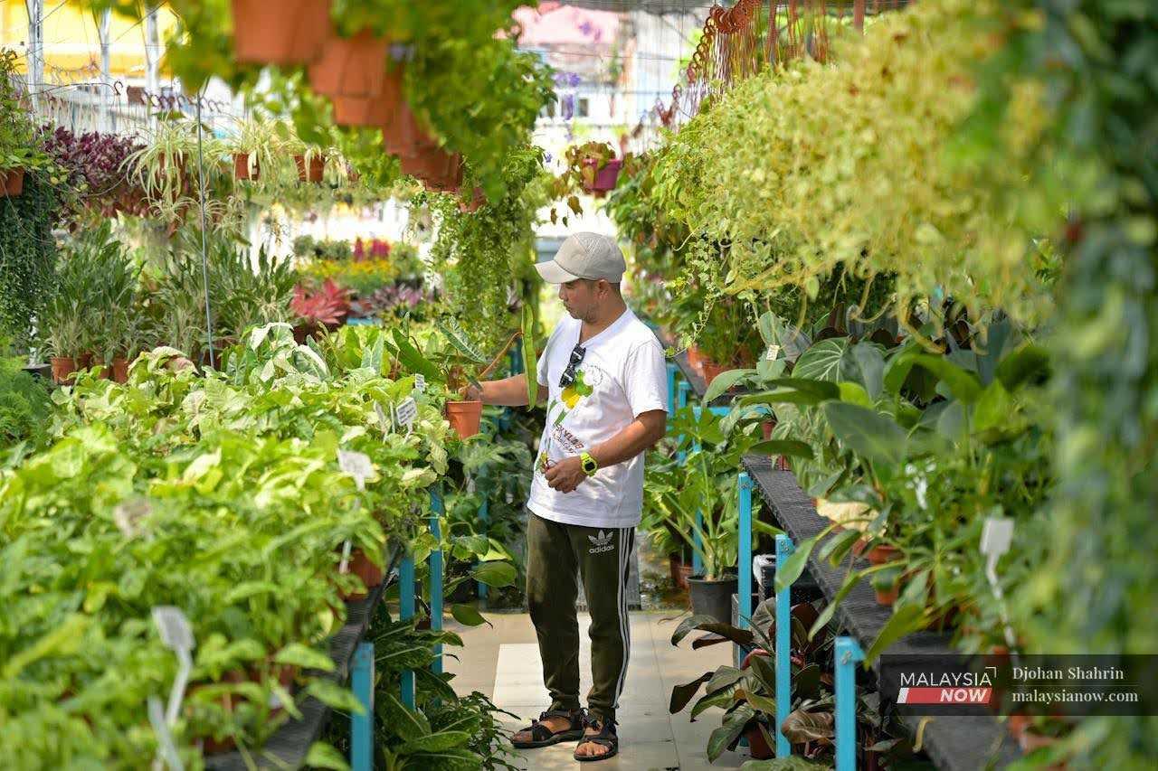 Apart from selling moss, Aziz also makes indoor gardens in sealed containers called terrariums. Here, Aziz is seen selecting ornamental plants at a nursery, which are chosen based on the size of the glass containers he intends to use for his terrariums.
