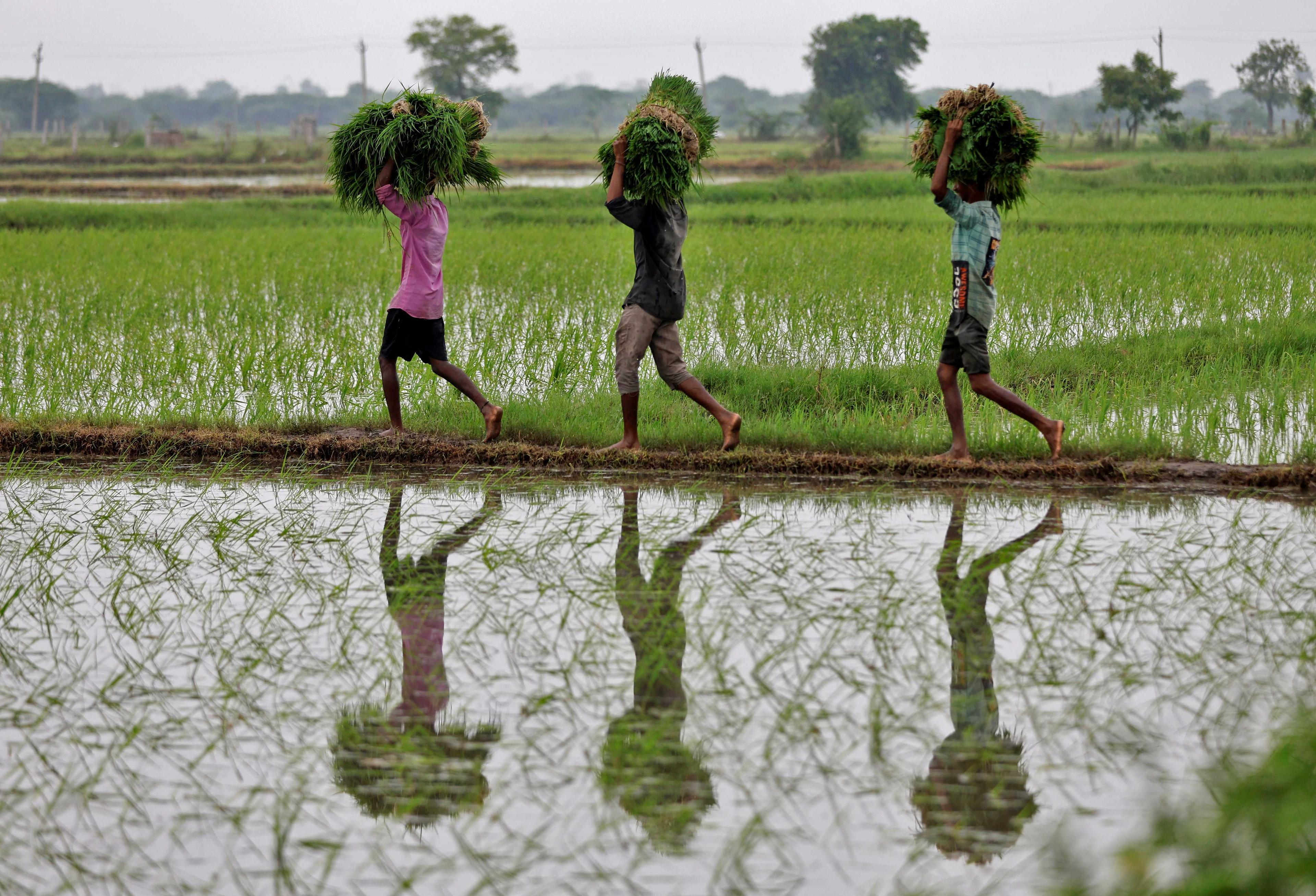 Farm labourers carry rice saplings for planting in a field on the outskirts of Ahmedabad, India, July 21. Photo: Reuters