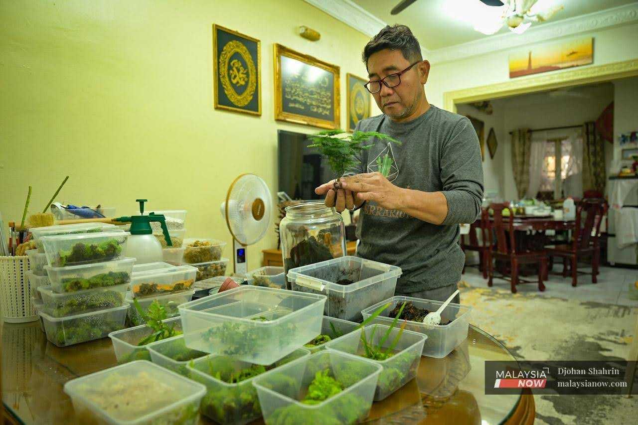 He uses the asparagus plant as decoration inside the glass containers. After filling the containers with black soil, he adds the main plants to the containers.