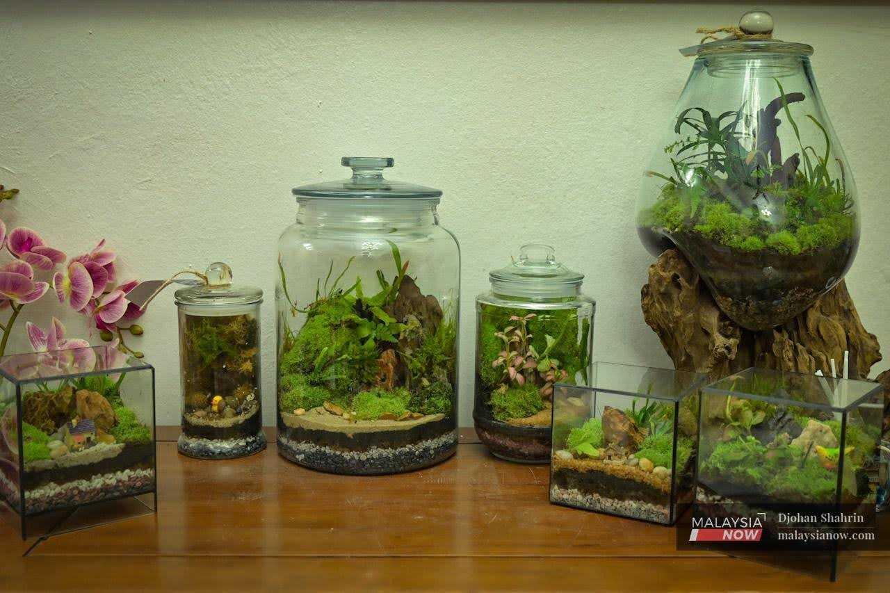 Vibrant terrariums of varying sizes carefully curated by Aziz for an exhibition are displayed on a table, looking like enclosed miniature gardens.