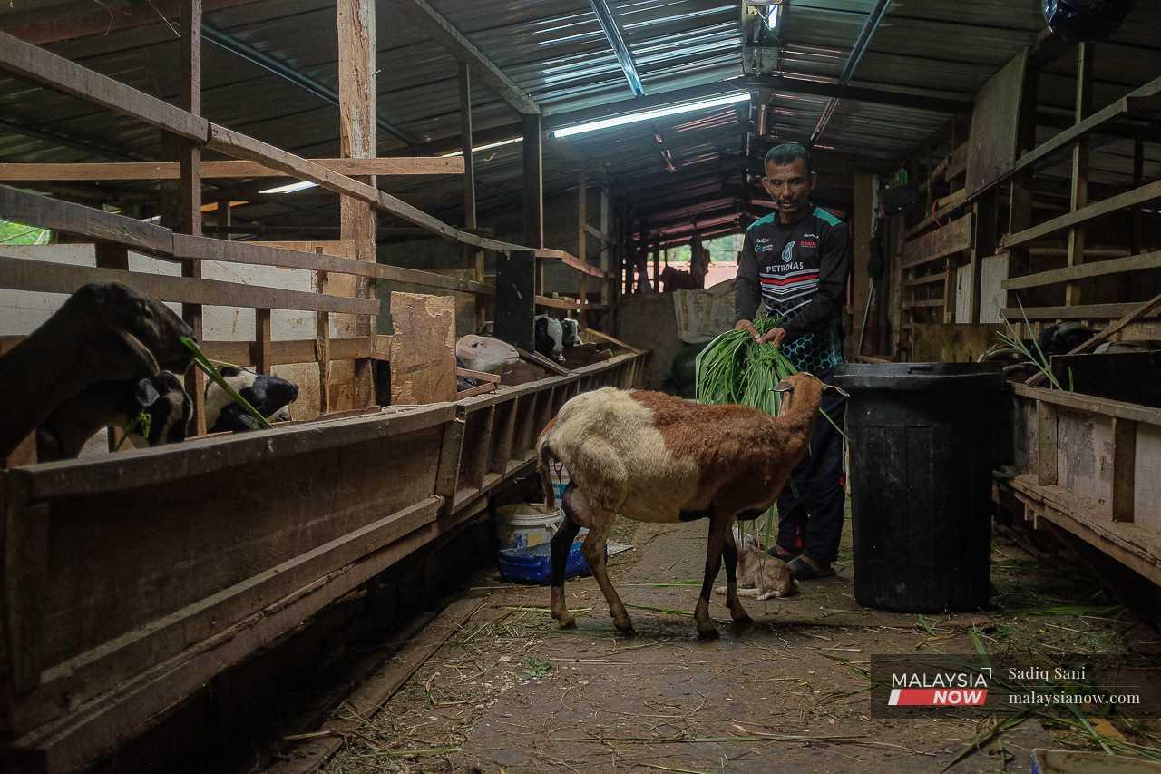 Seorang penternak kambing mengembala kambingnya di kandangnya di Kampung Sungai Salak. 