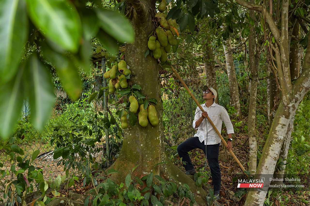 Yusof Sulaiman harvests ripe cempedak which he sells in Gombak.