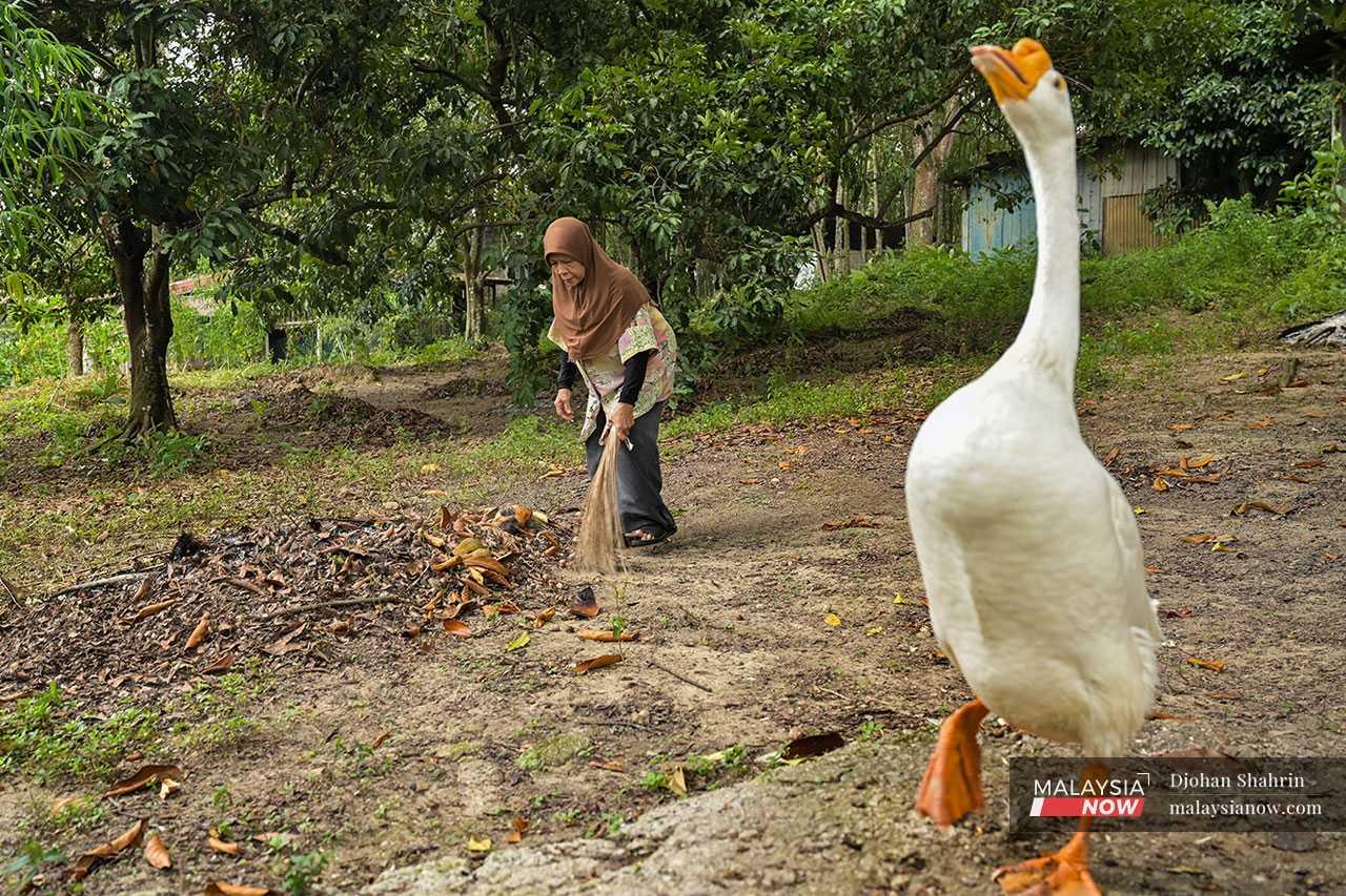 Rawiyah Kamil membersihkan kawasan kebun milik suaminya yang kini terjejas akibat pembinaan ECRL. 