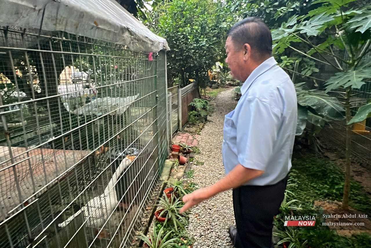 A resident of Taman Selayang Indah shows some of the animals kept in an enclosure near the housing area.
