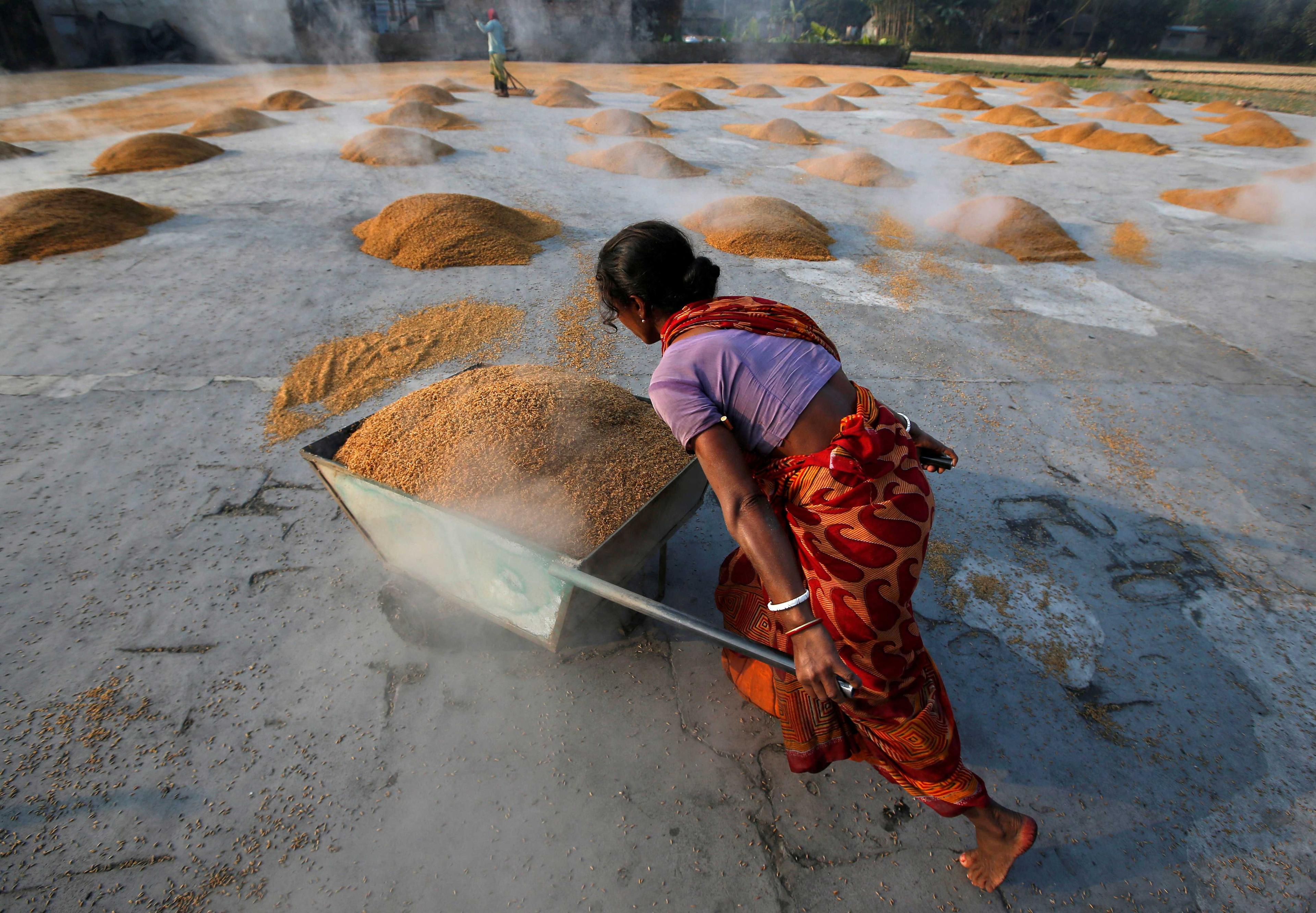 A worker carries boiled rice in a wheelbarrow to spread it for drying at a rice mill on the outskirts of Kolkata, India, Jan 31, 2019. Photo: Reuters