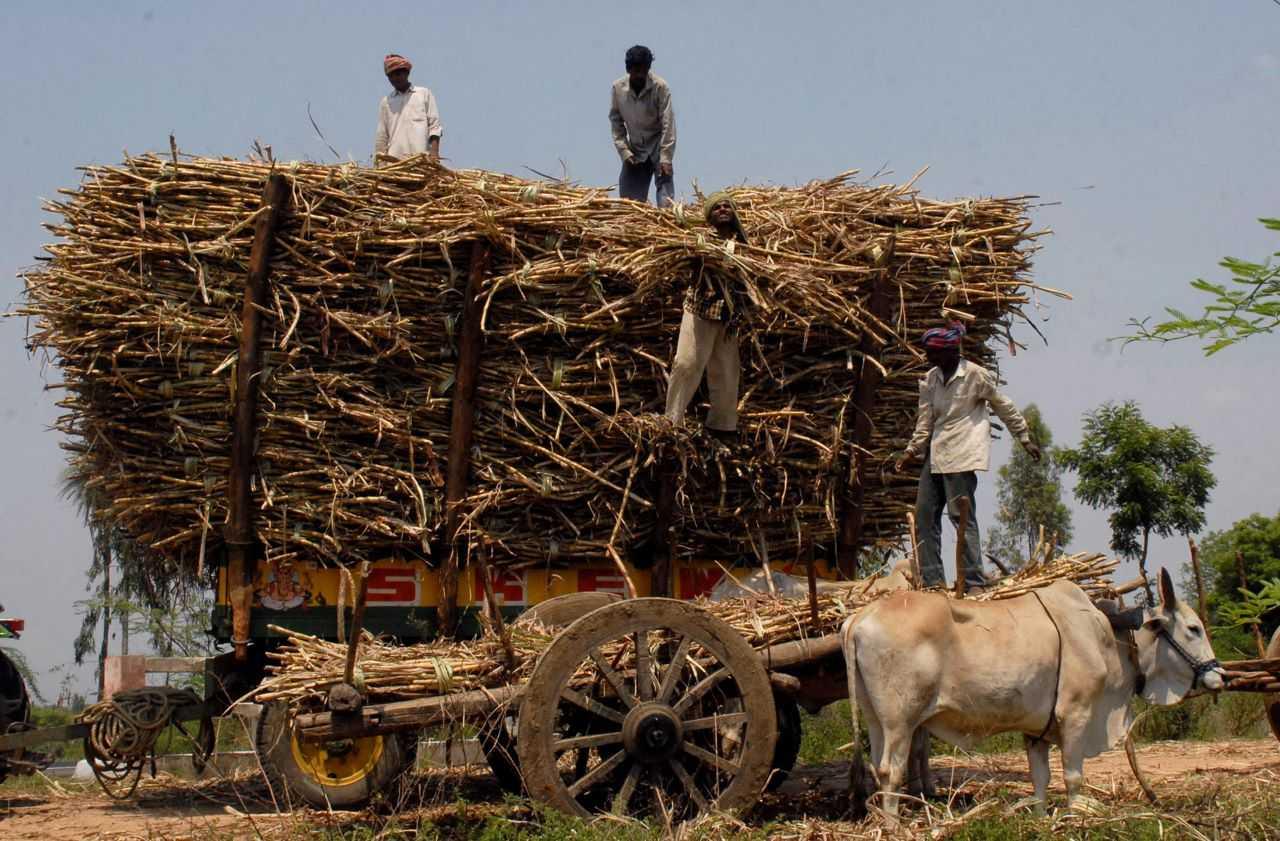 Labourers load sugarcane on a cart in a field at Zaherabad, about 110km west of southern Indian city of Hyderabad, April 17, 2008. Photo: Reuters
